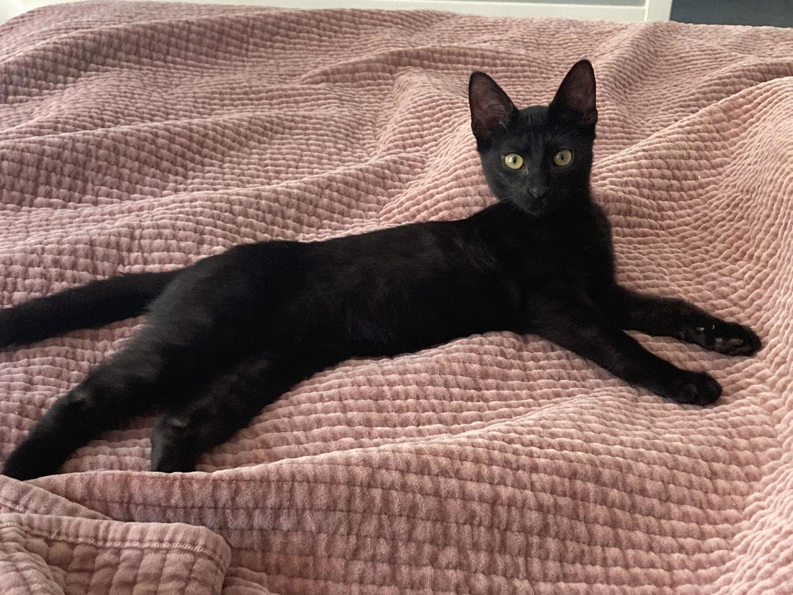 Enlarge Willow, a Adopted Domestic Short Hair in Holland, MI image 2/3