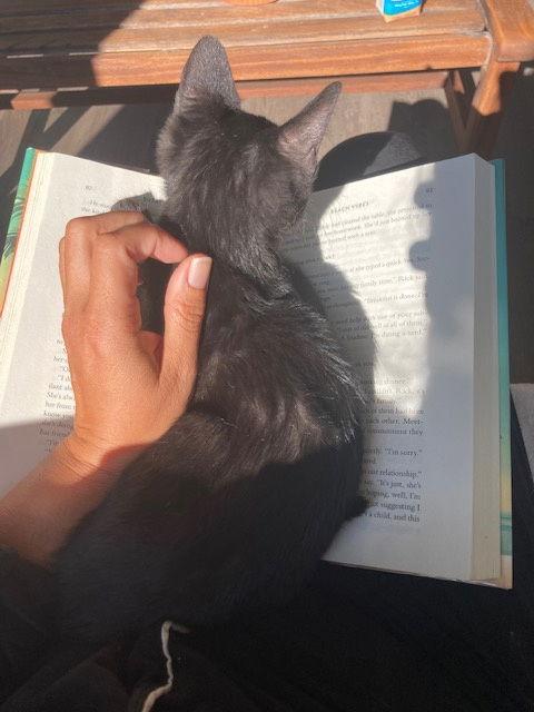 Enlarge Willow, a Adopted Domestic Short Hair in Holland, MI image 3/3