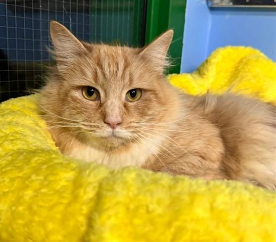 Enlarge EMMY, a Adoptable mixed breed in Anchorage, AK image 1/1