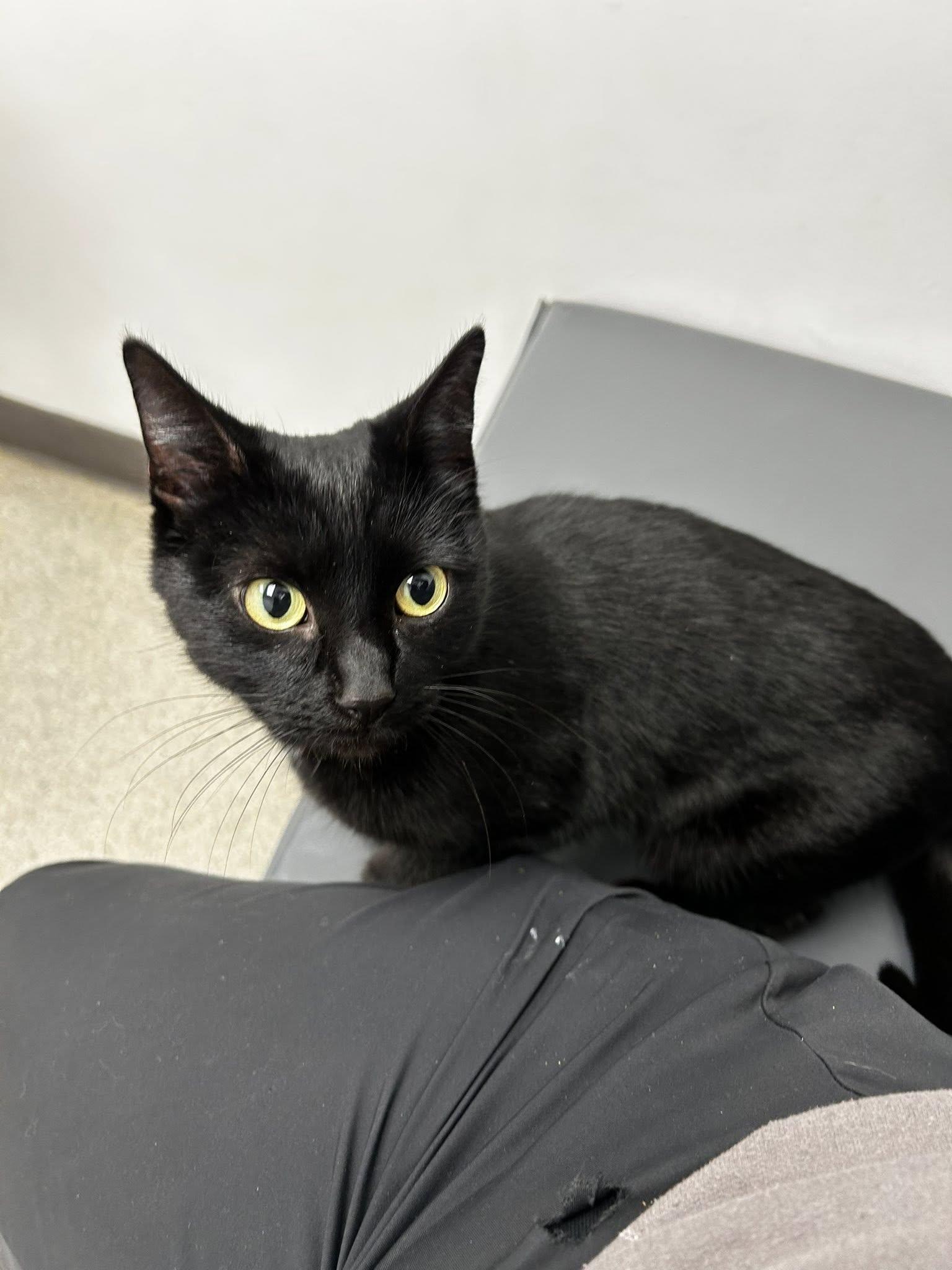 Enlarge Nellie, a ADOPTABLE mixed breed in Indianapolis, IN image 3/4