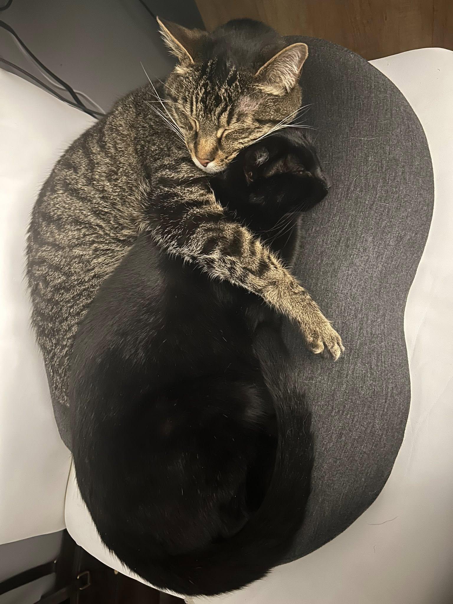 Enlarge Nellie, a ADOPTABLE mixed breed in Indianapolis, IN image 2/4