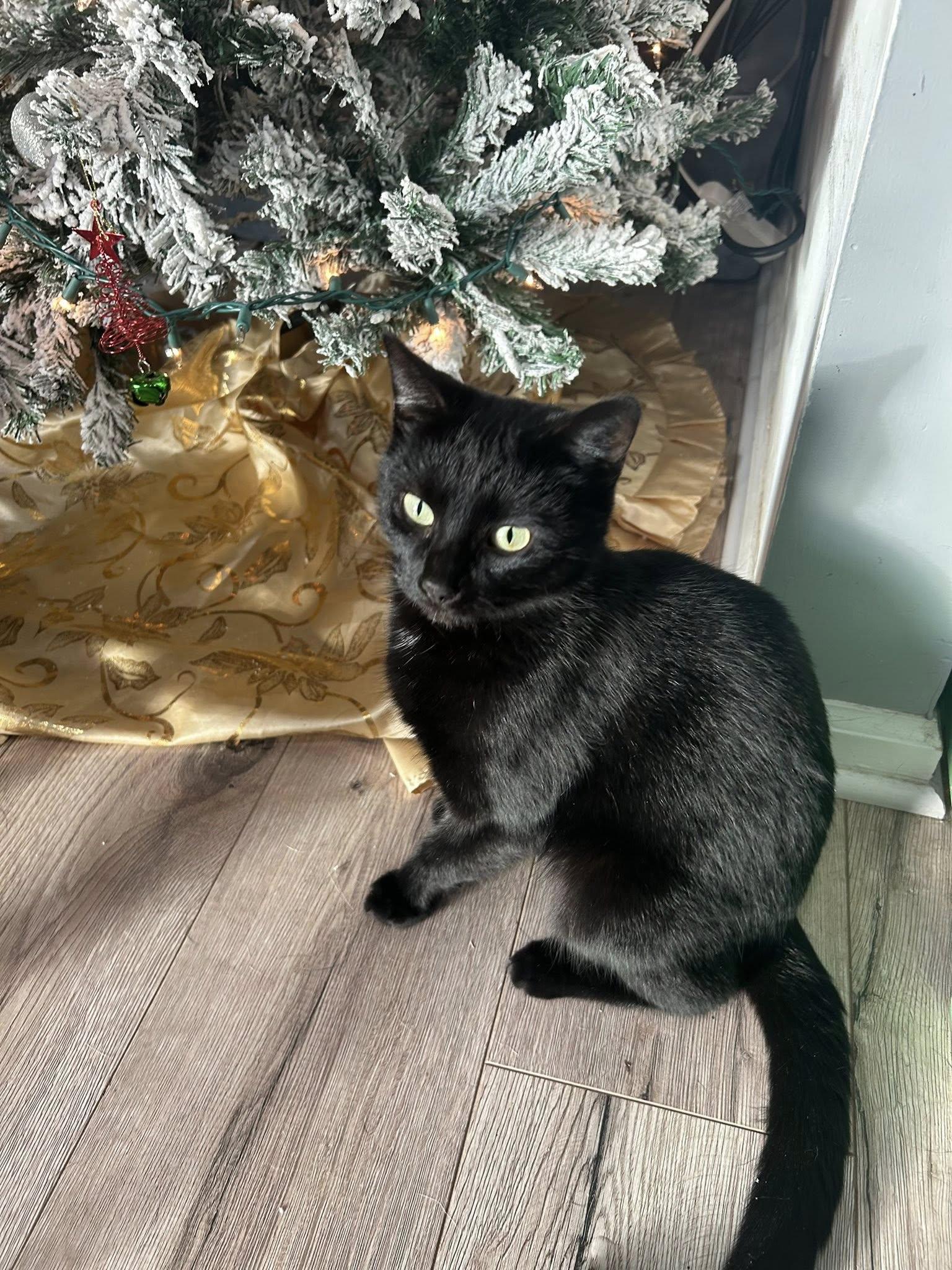 Nellie, ADOPTABLE, Young Female Domestic Short Hair.