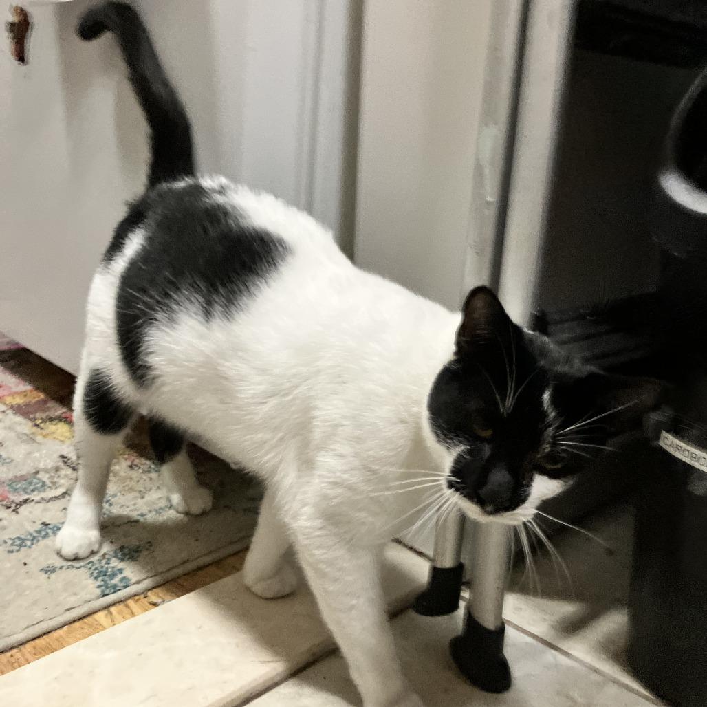 Enlarge Stevee, a Adoptable Domestic Short Hair in Middle Village, NY image 1/5
