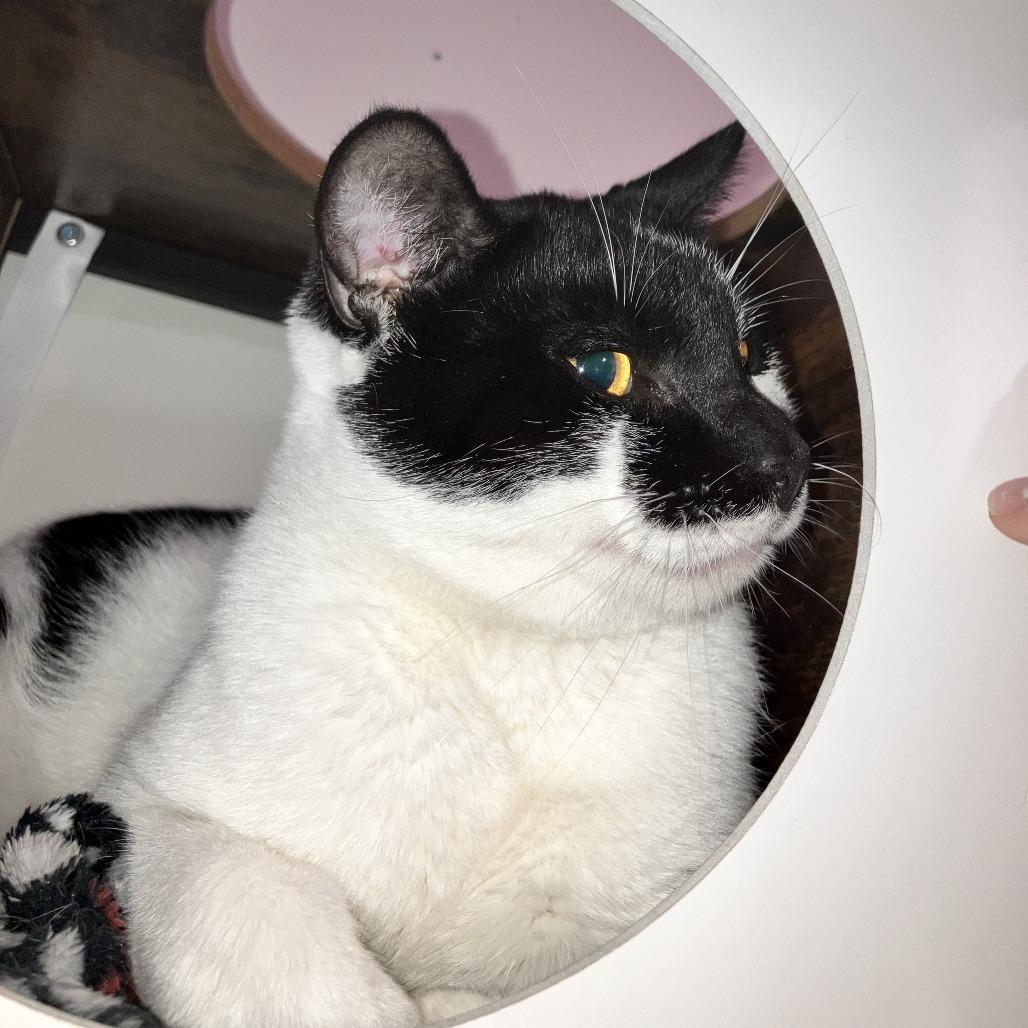 Enlarge Stevee, a Adoptable Domestic Short Hair in Middle Village, NY image 2/5