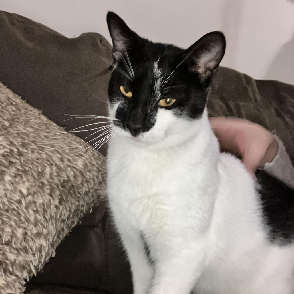 Enlarge Stevee, a Adoptable Domestic Short Hair in Middle Village, NY image 3/5