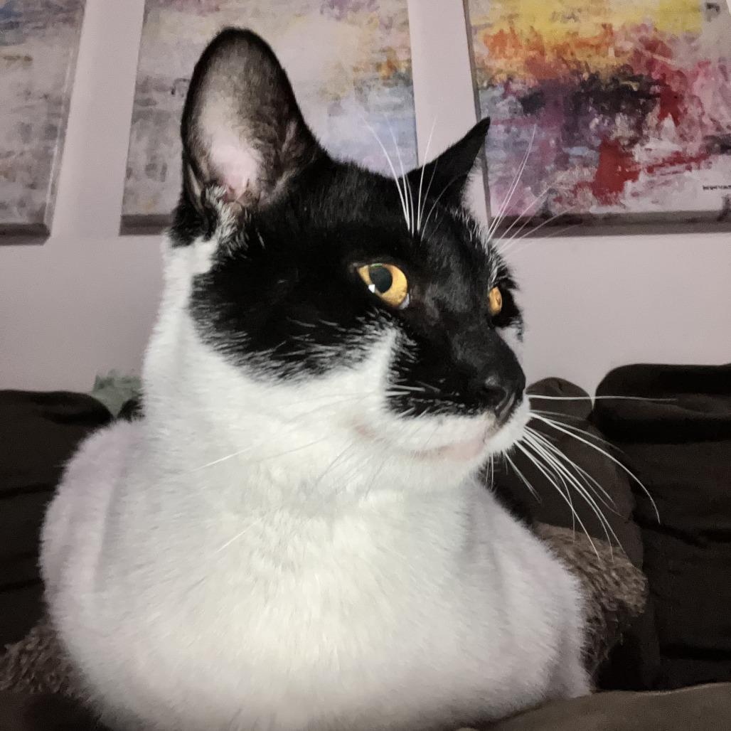 Enlarge Stevee, a Adoptable Domestic Short Hair in Middle Village, NY image 4/5