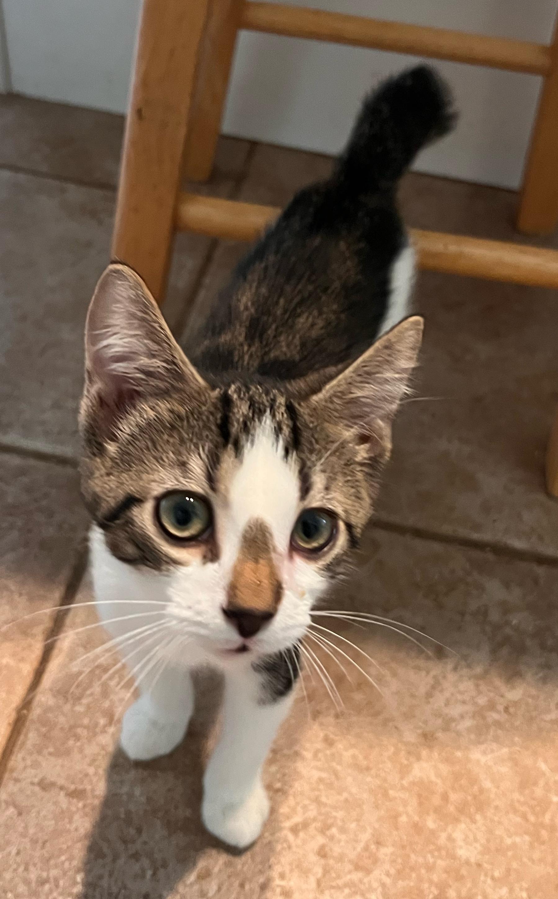 Enlarge Guacamole, a Adopted American Bobtail in Landenberg, PA image 1/2