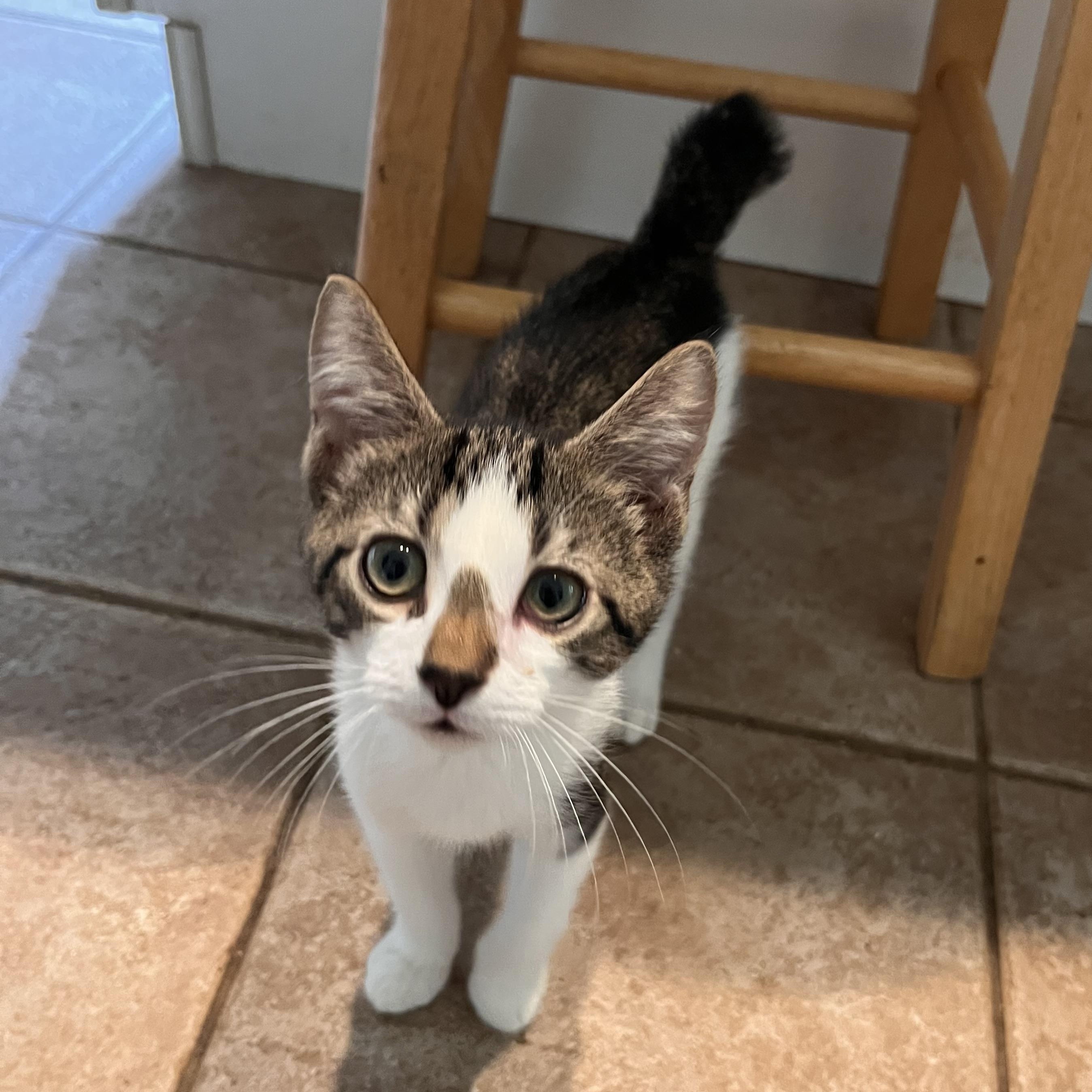 Enlarge Guacamole, a Adopted American Bobtail in Landenberg, PA image 2/2