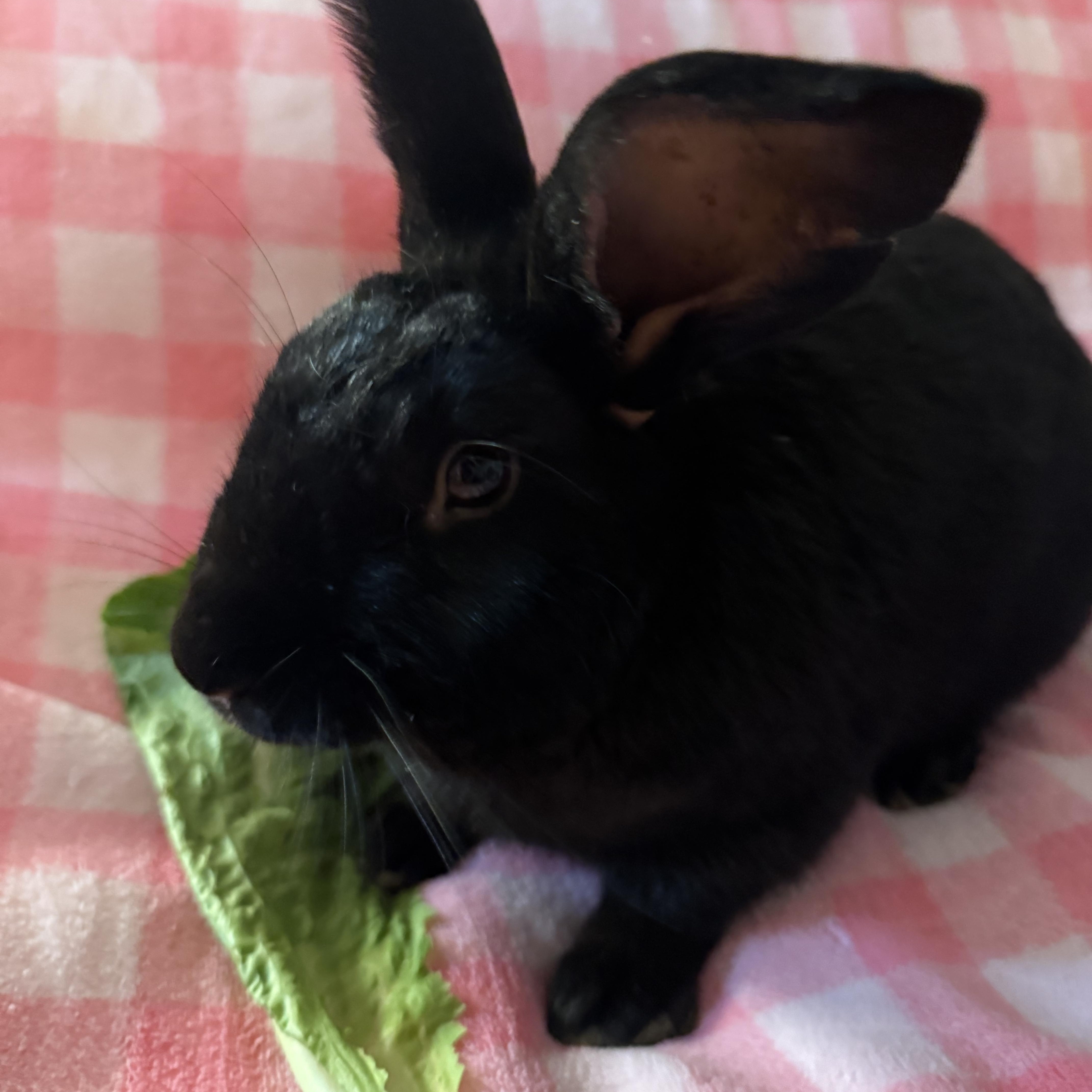 Enlarge Bowie , a ADOPTABLE New Zealand in St. Charles, MO image 2/6