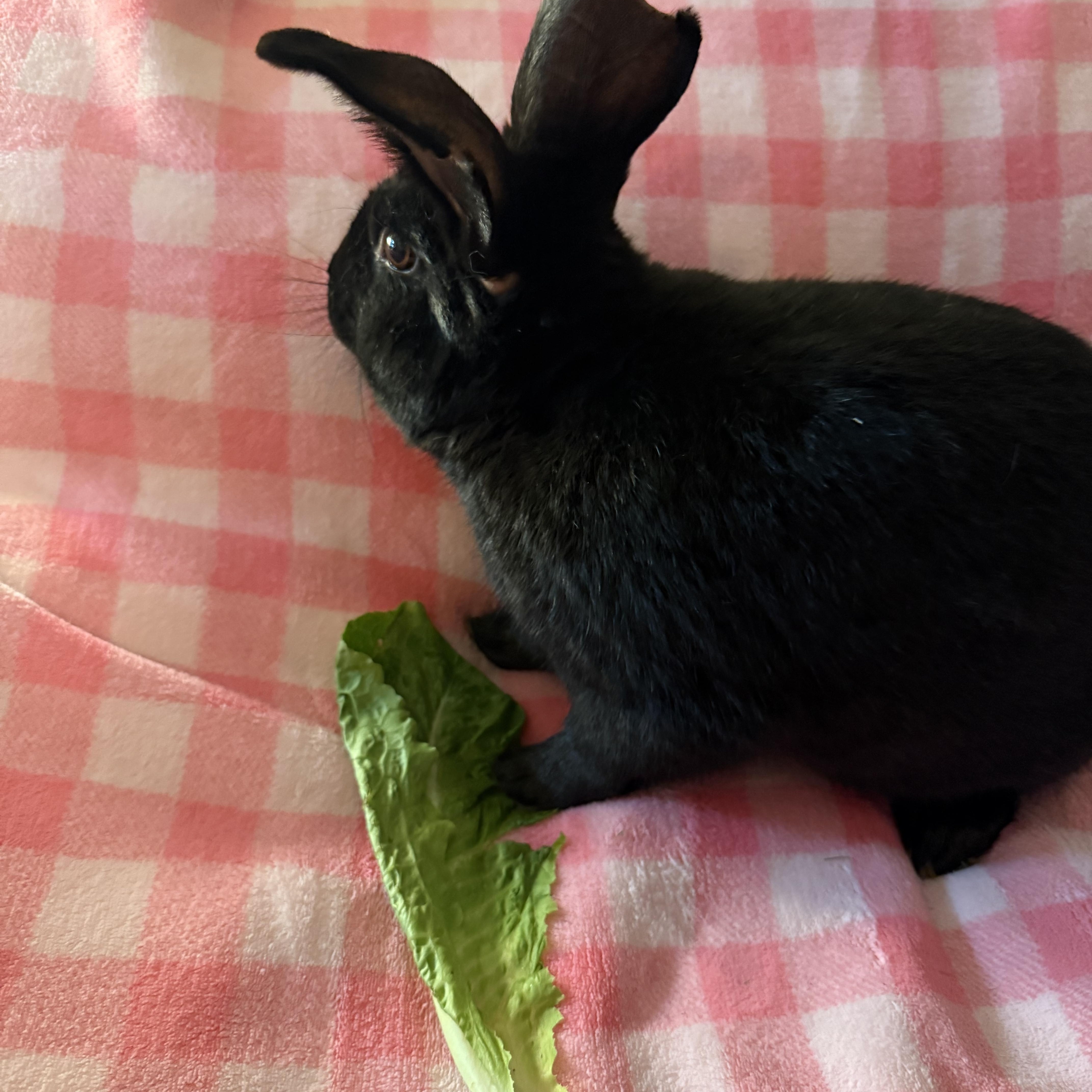 Enlarge Bowie , a ADOPTABLE New Zealand in St. Charles, MO image 3/6