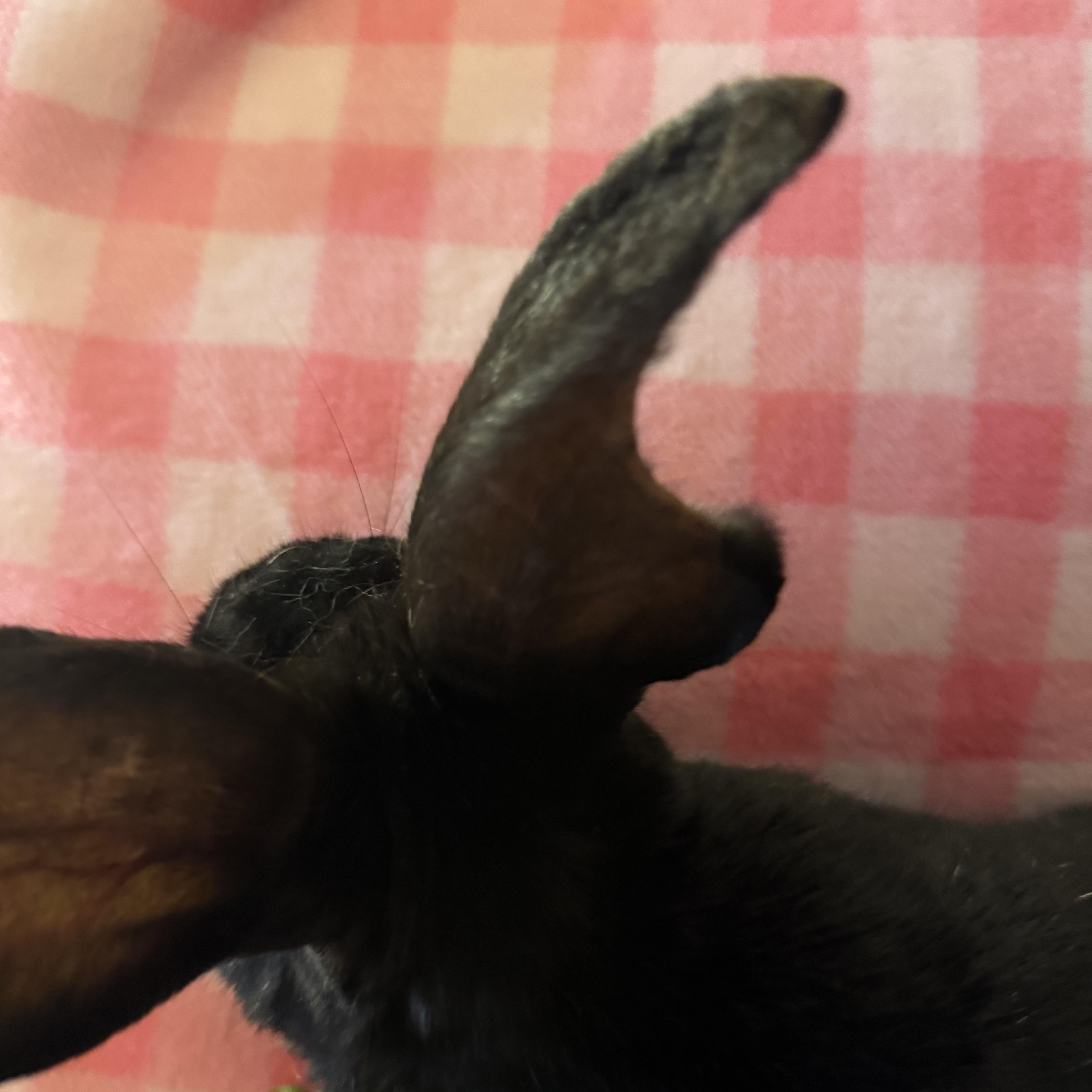 Enlarge Bowie , a ADOPTABLE New Zealand in St. Charles, MO image 4/6