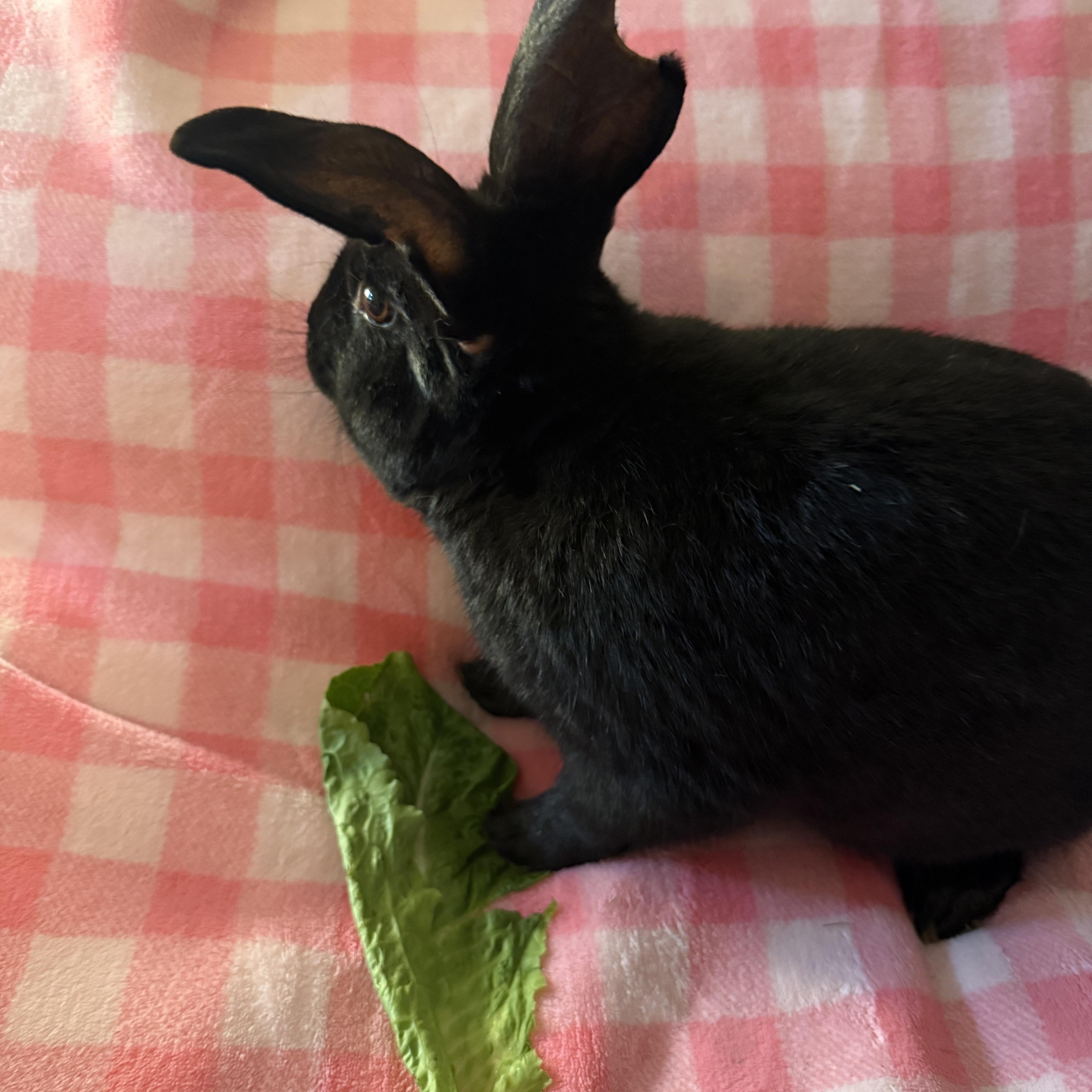 Enlarge Bowie , a ADOPTABLE New Zealand in St. Charles, MO image 6/6