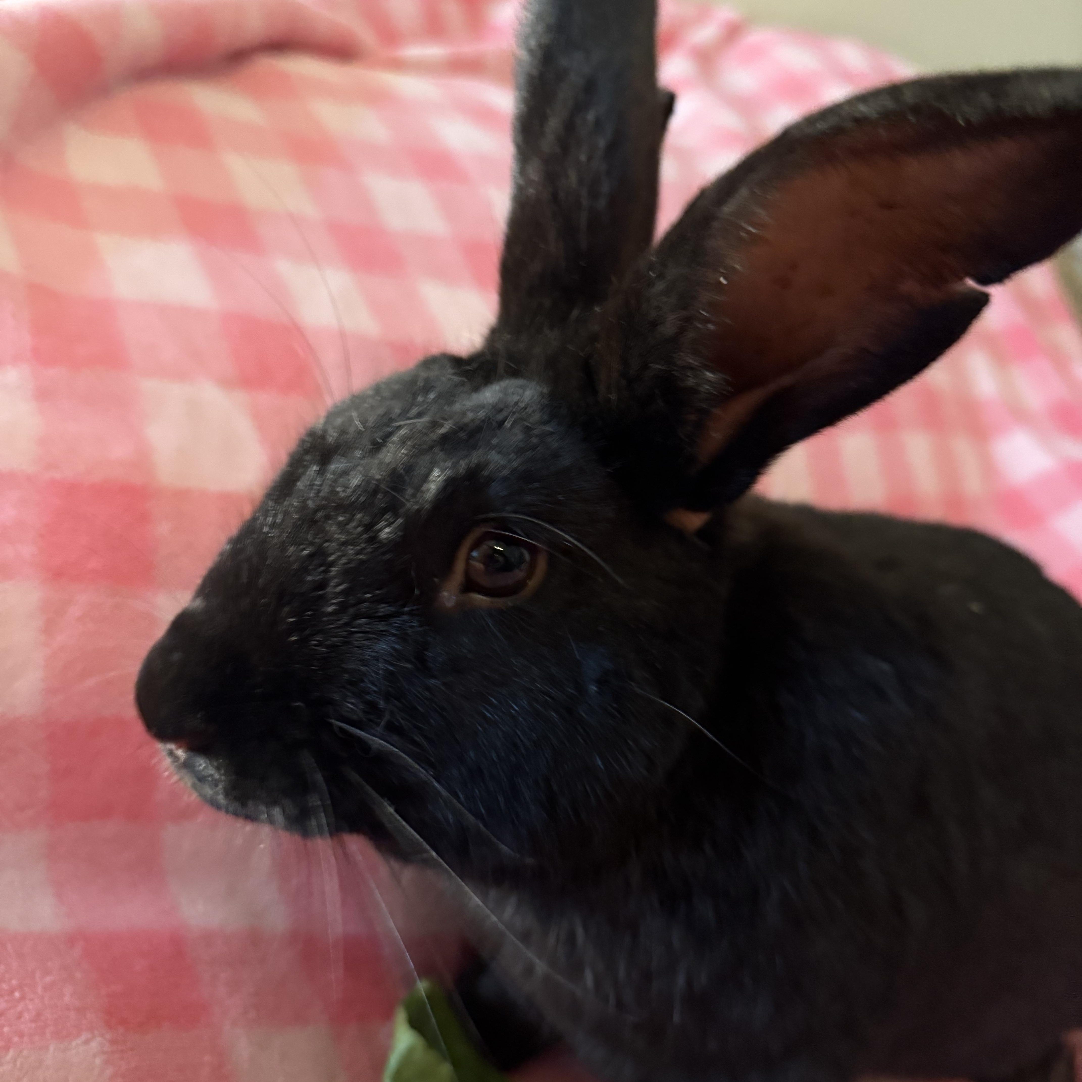 Enlarge Bowie , a ADOPTABLE New Zealand in St. Charles, MO image 1/6