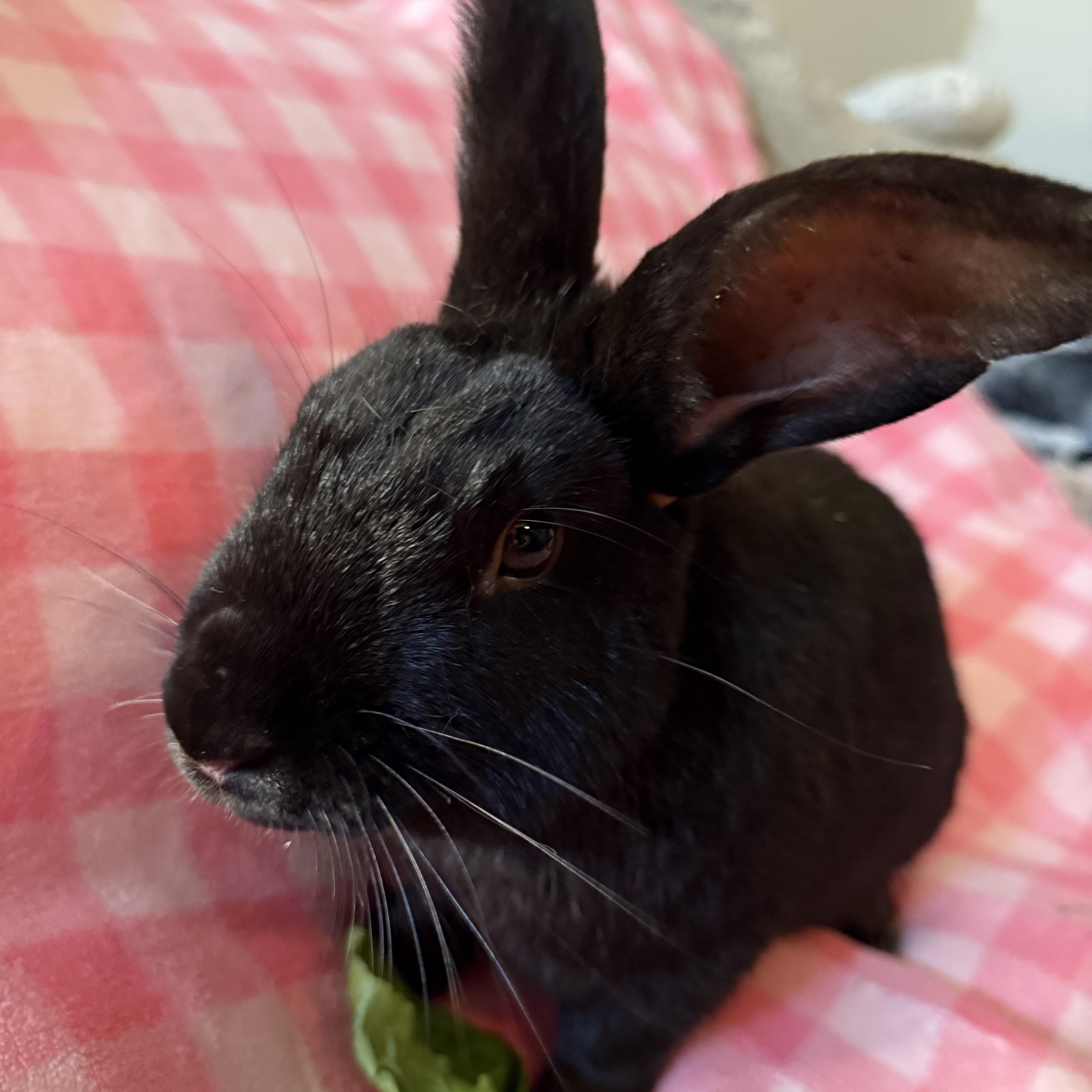 Enlarge Bowie , a ADOPTABLE New Zealand in St. Charles, MO image 5/6