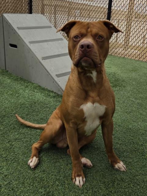 Enlarge ZUKO, a Adoptable Pit Bull Terrier in Norco, CA image 1/1