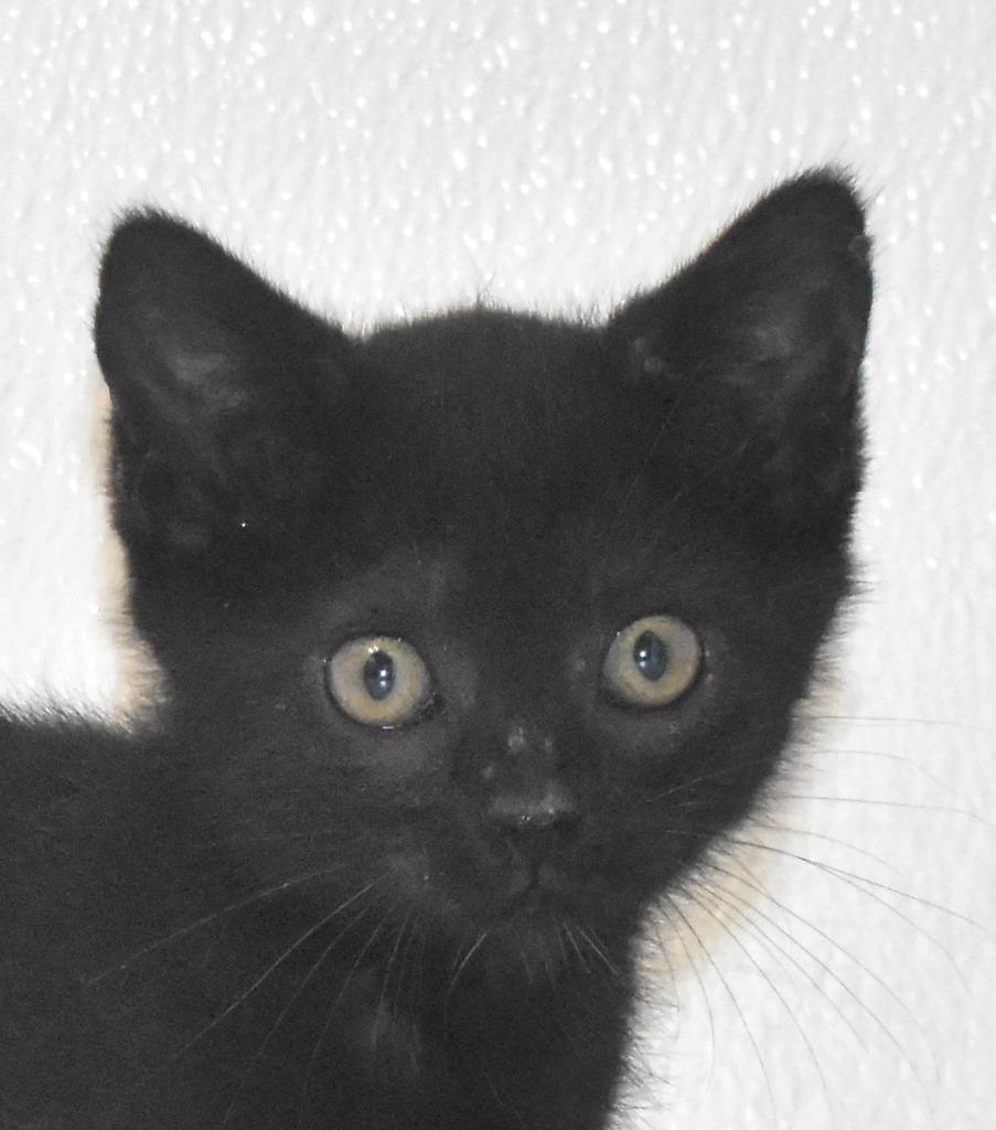 Blackberry, Adoptable, Kitten Female Domestic Short Hair.