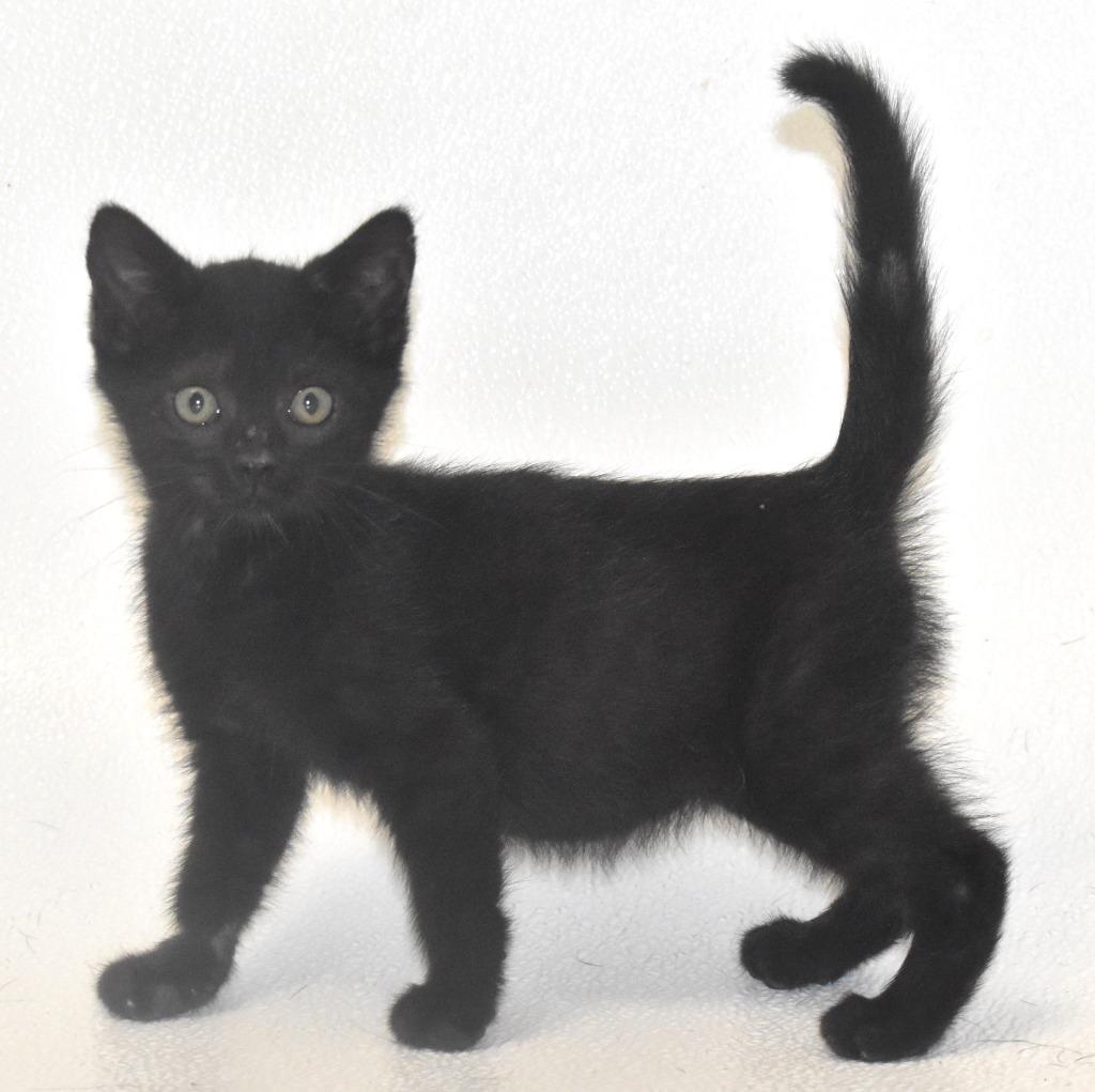 Enlarge Blackberry, a Adoptable mixed breed in Springfield, OH image 3/3
