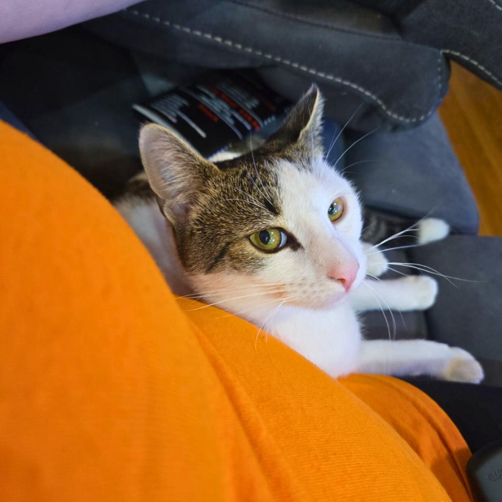 Pancho, a Adoptable Domestic Short Hair in Bronx, NY image 4/6