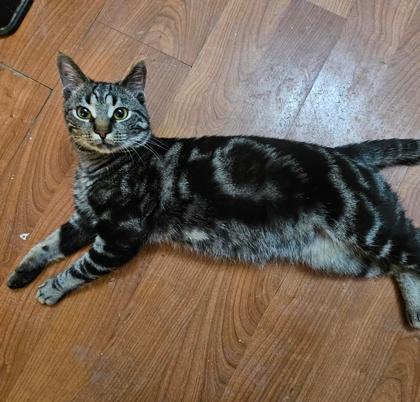 Enlarge Coco Butter, a Adoptable Domestic Short Hair in Wheaton, IL image 1/3