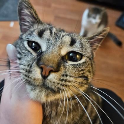 Coco Butter, Adoptable, Adult Male Domestic Short Hair & Domestic Short Hair.