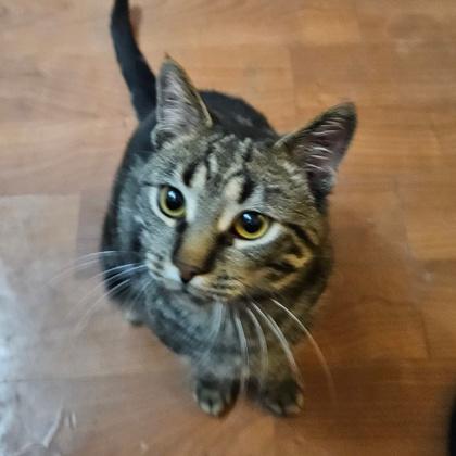 Enlarge Coco Butter, a Adoptable Domestic Short Hair in Wheaton, IL image 3/3