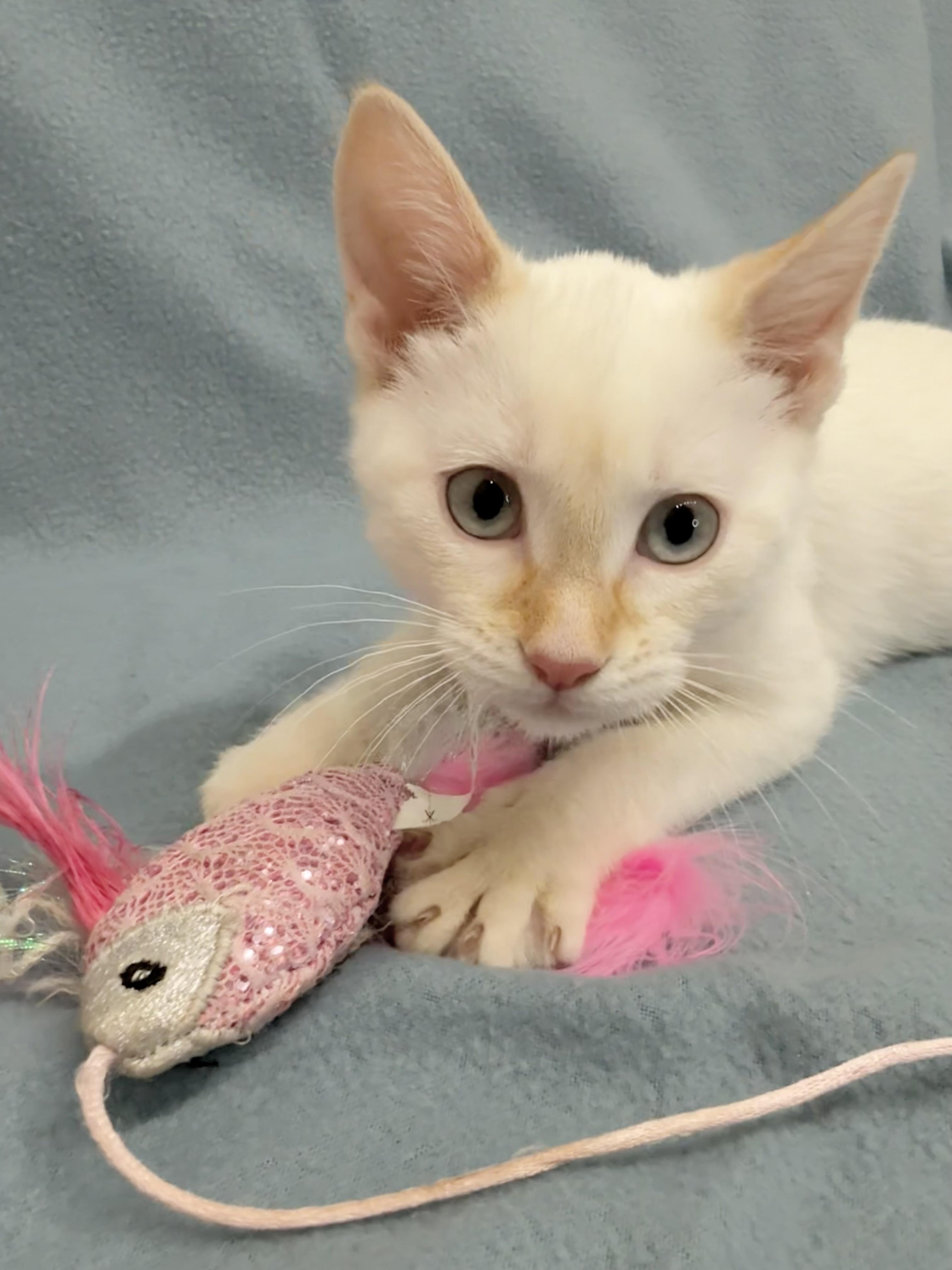 River, adopted, Kitten Male Siamese.