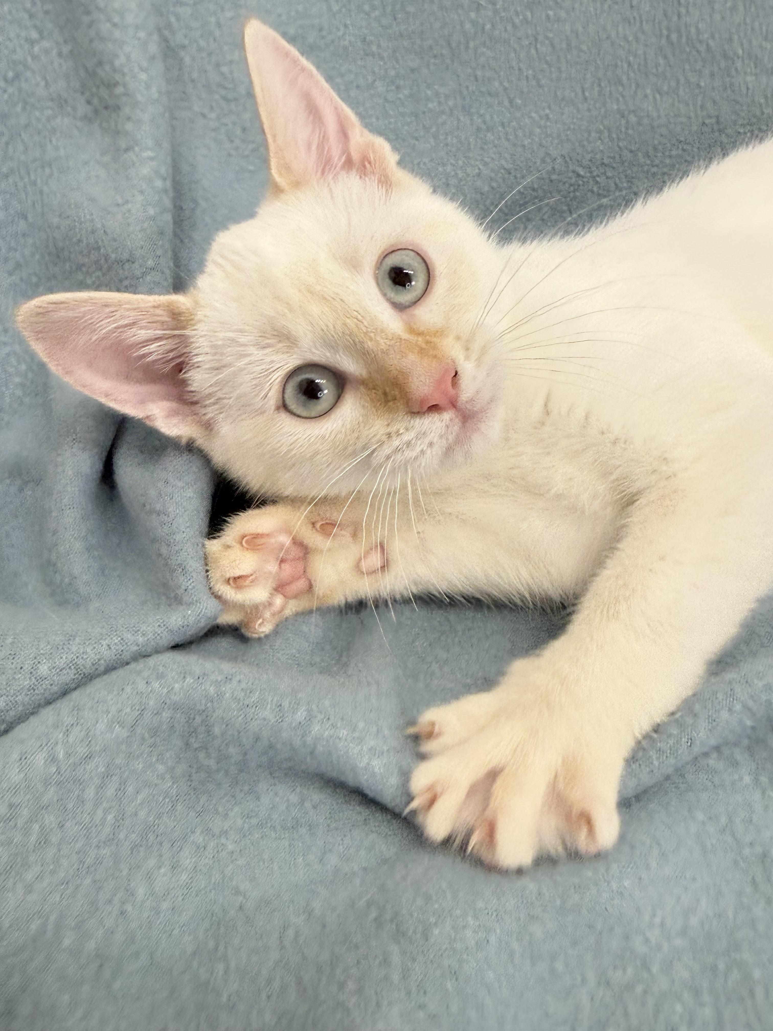 Enlarge River, an adopted Siamese in Minneapolis, MN image 4/4