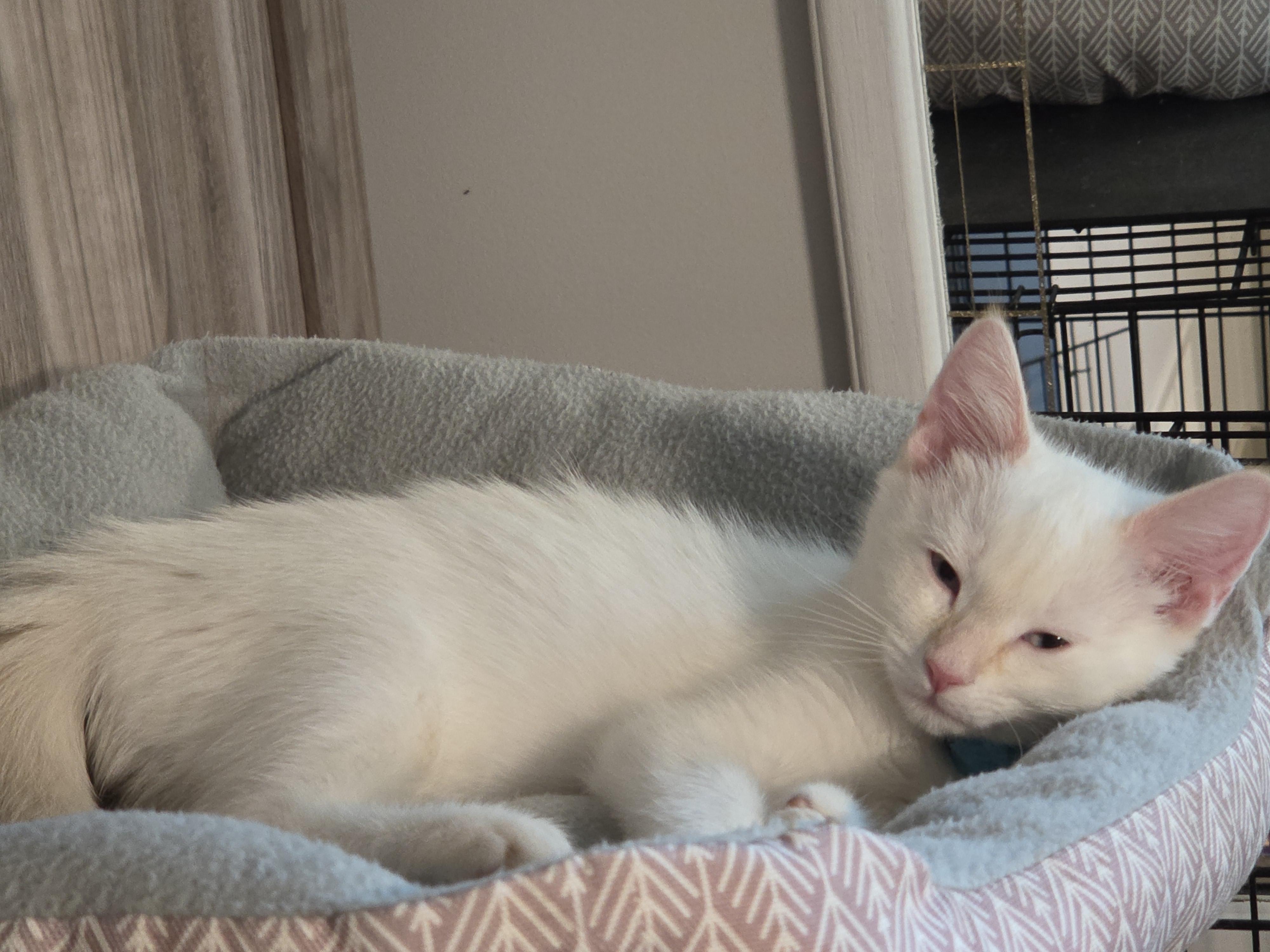Enlarge River, an adopted Siamese in Minneapolis, MN image 3/4
