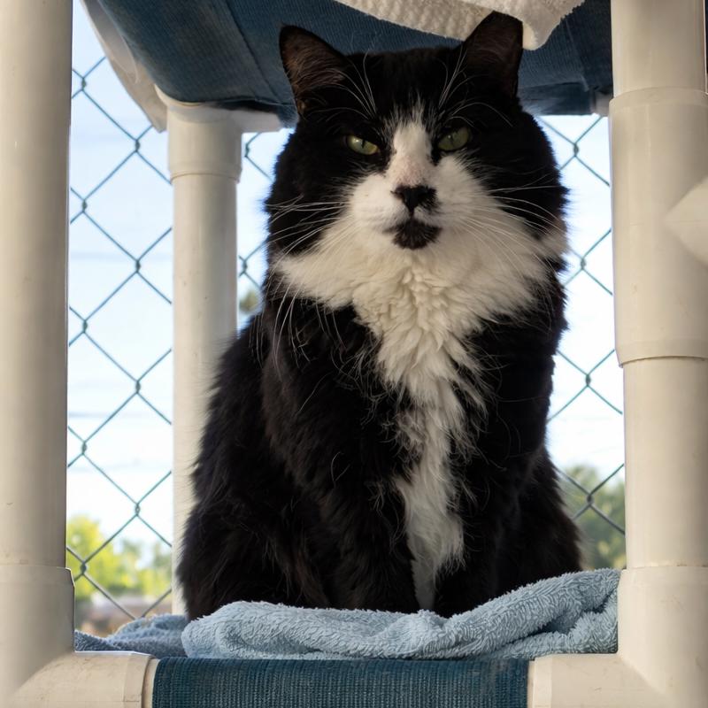 Wallis, Adoptable, Adult Male Domestic Short Hair.