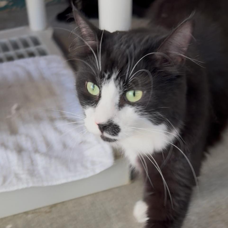 Enlarge Wallis, a Adoptable Domestic Short Hair in Desert Hot Springs, CA image 2/2