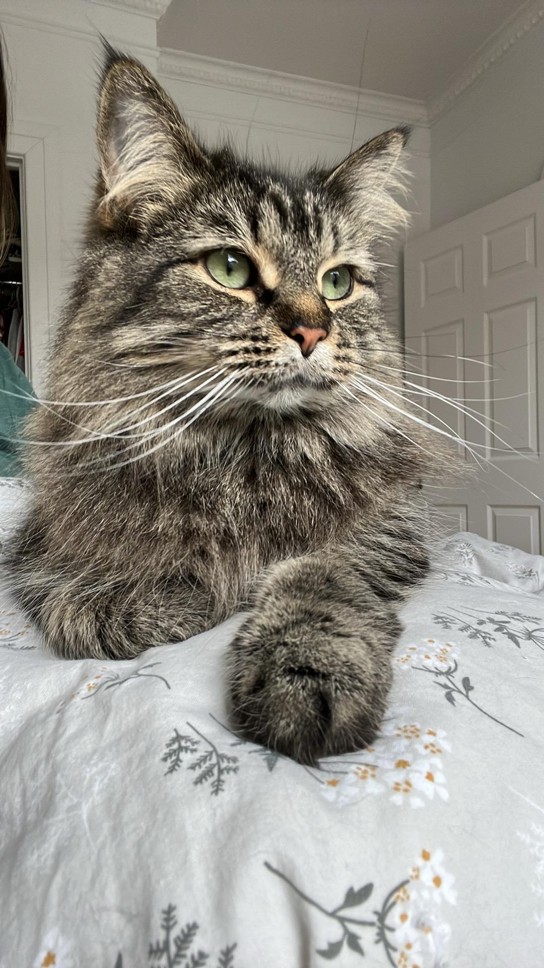 Hermione, Adoptable, Adult Female Tabby.