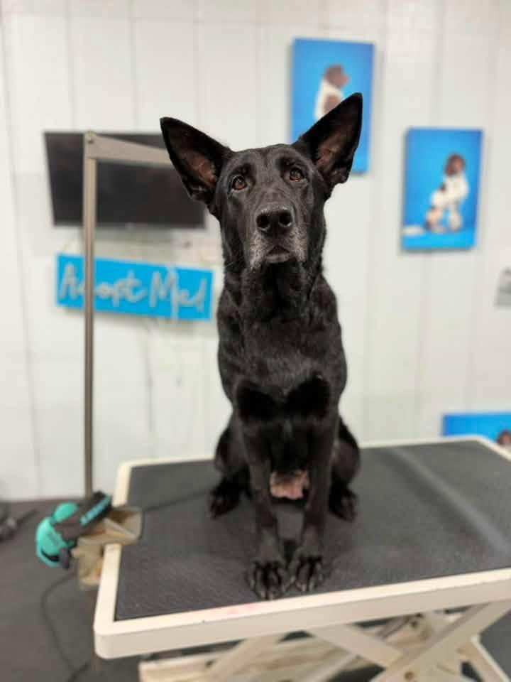 Enlarge DARCUS, a Adopted German Shepherd Dog in Media, PA image 3/4
