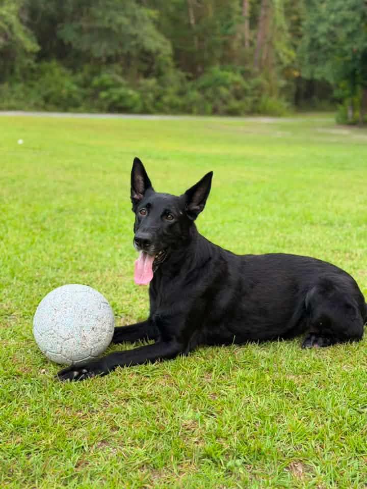 Enlarge DARCUS, a Adopted German Shepherd Dog in Media, PA image 2/4