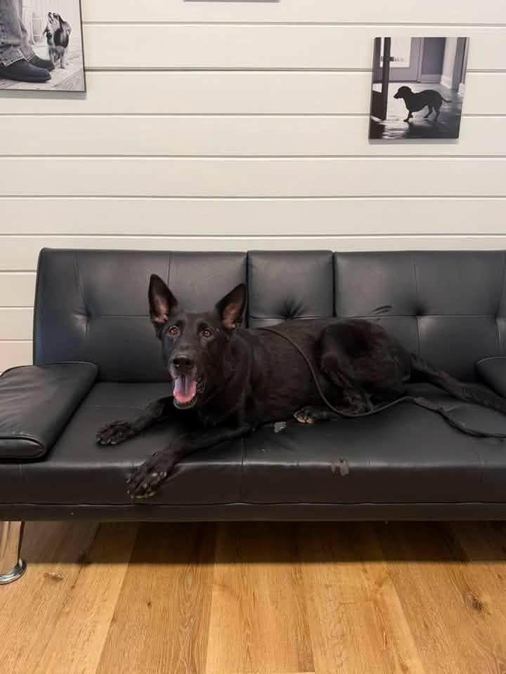 Enlarge DARCUS, a Adopted German Shepherd Dog in Media, PA image 4/4