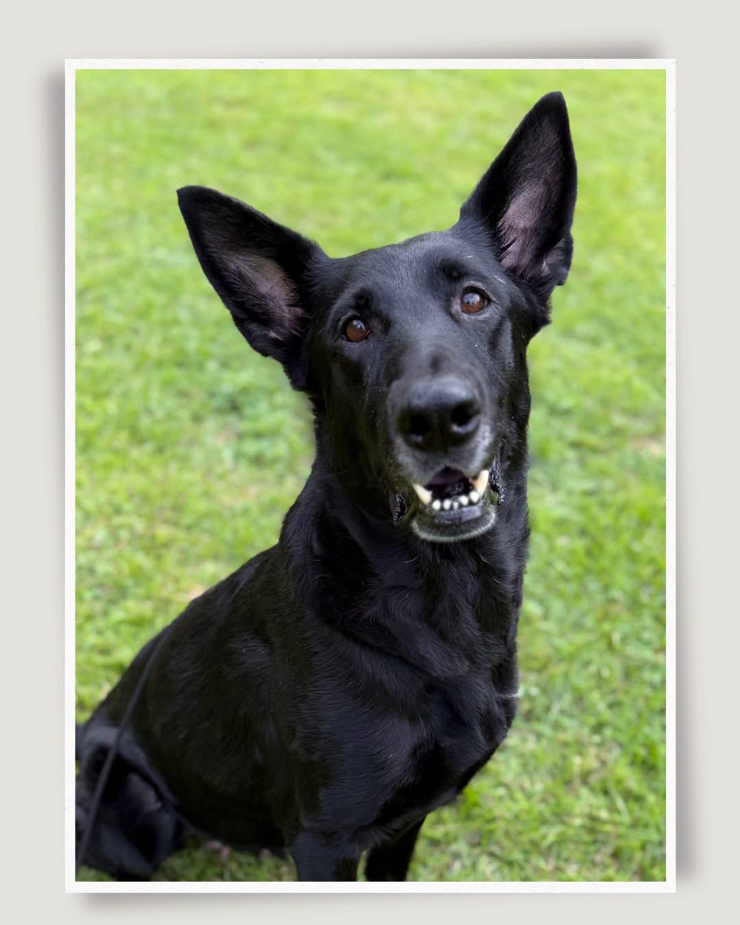 DARCUS, Adopted, Adult Female German Shepherd Dog.