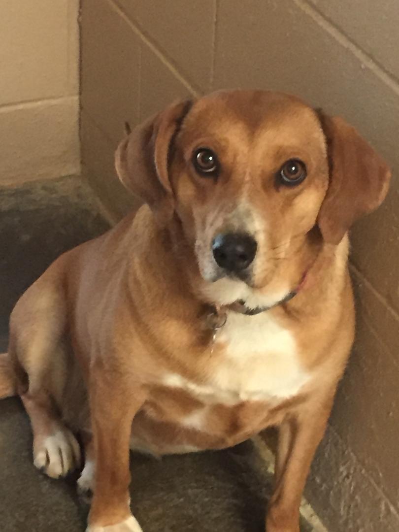 Christie, an adoptable Vizsla in Fincastle, VA, 24090 | Photo Image 1