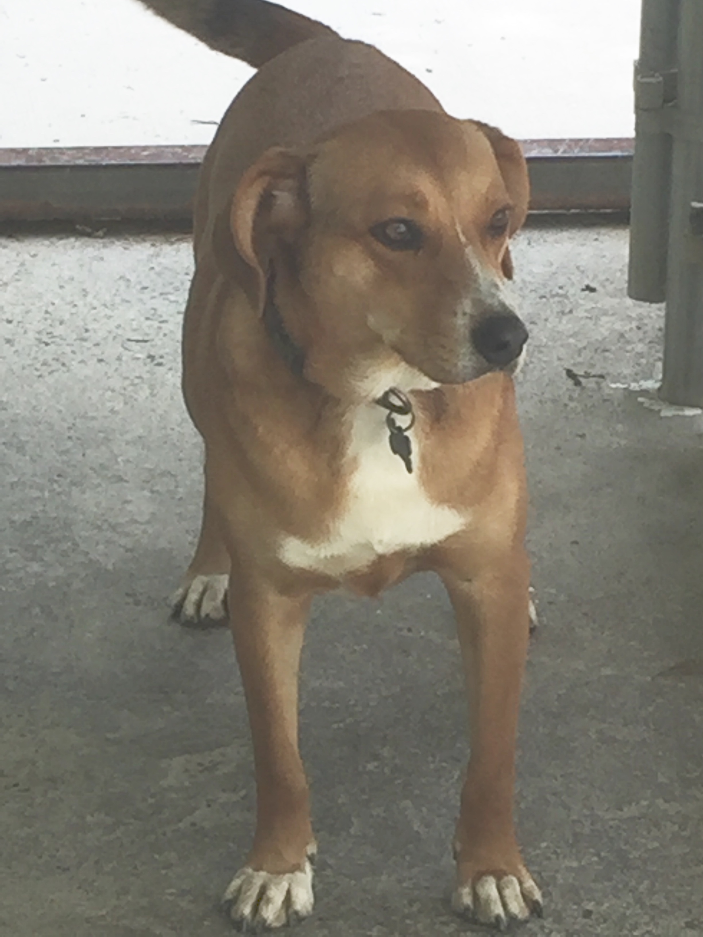 Enlarge Christie, a Adoptable Vizsla in Fincastle, VA image 2/4