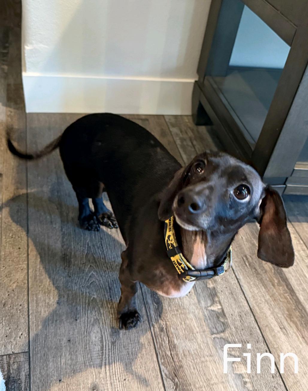 Finn, Adopted, Adult Male Dachshund.