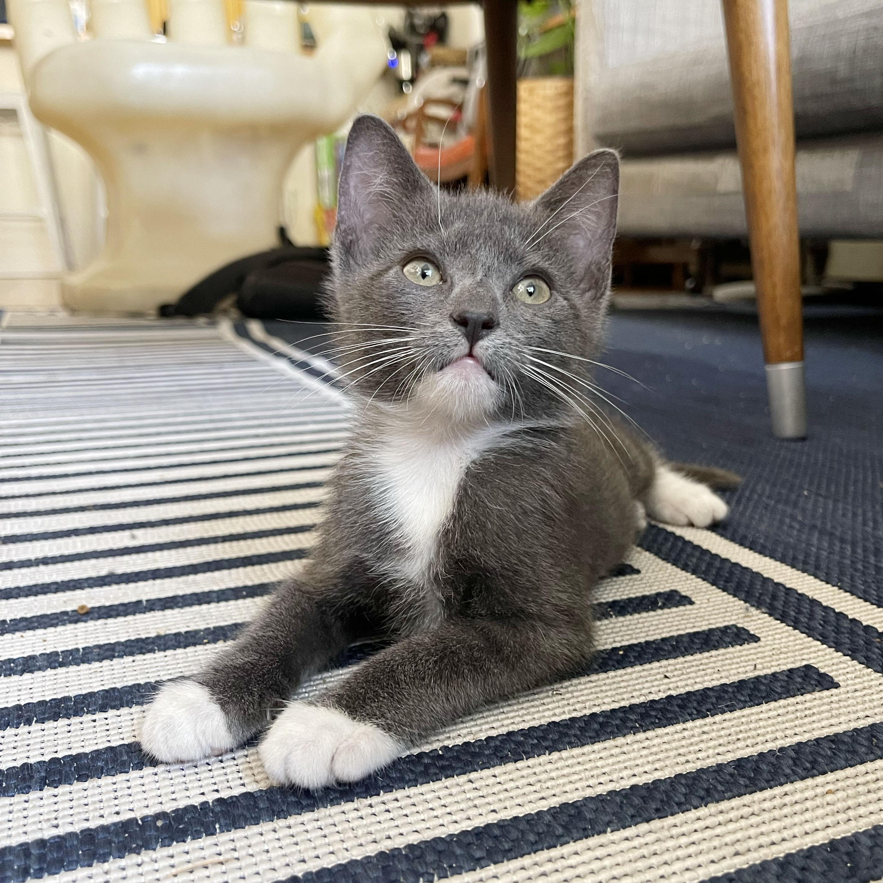 Pepto, a ADOPTABLE Domestic Short Hair in BROOKLYN, NY image 5/6