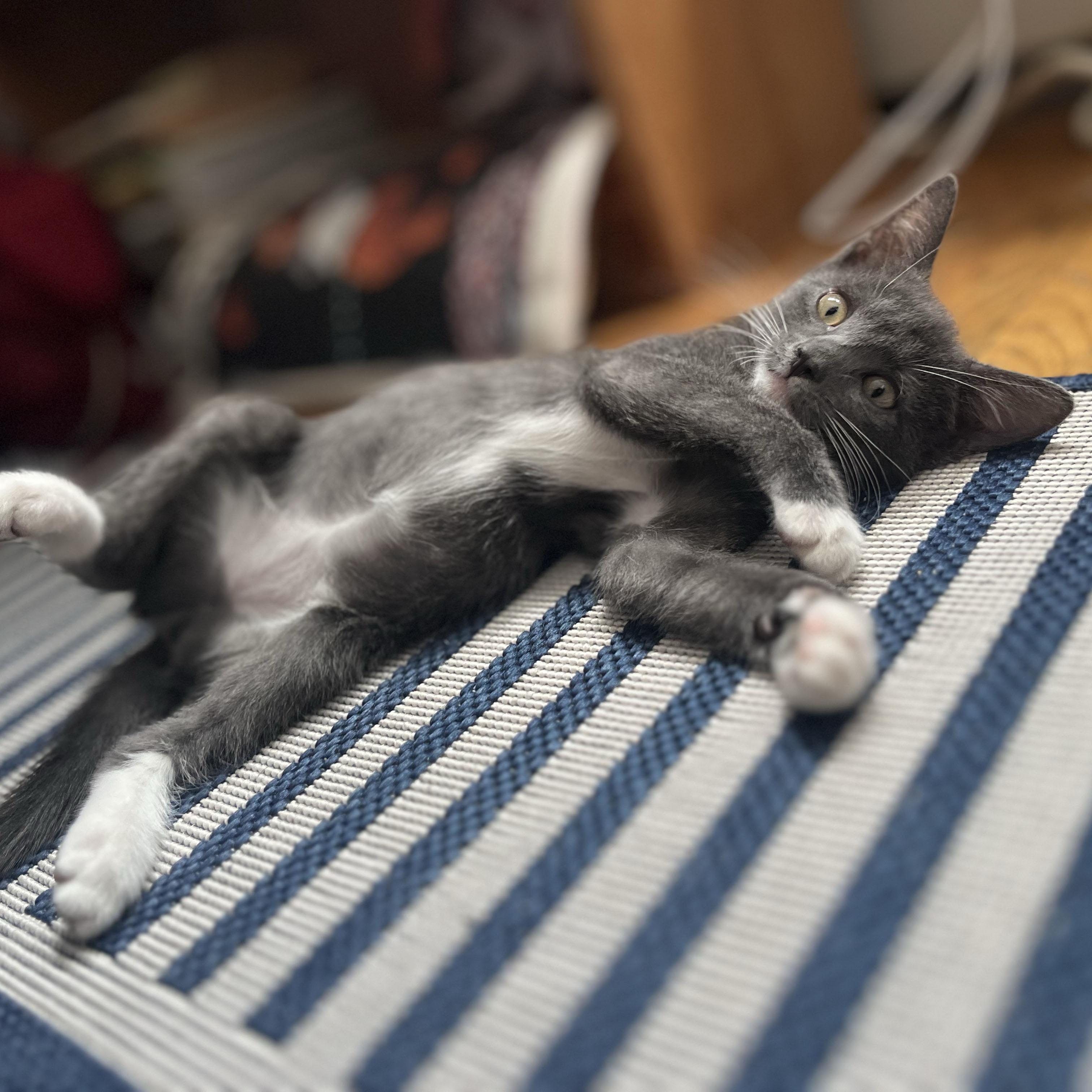 Pepto, a ADOPTABLE Domestic Short Hair in BROOKLYN, NY image 2/6