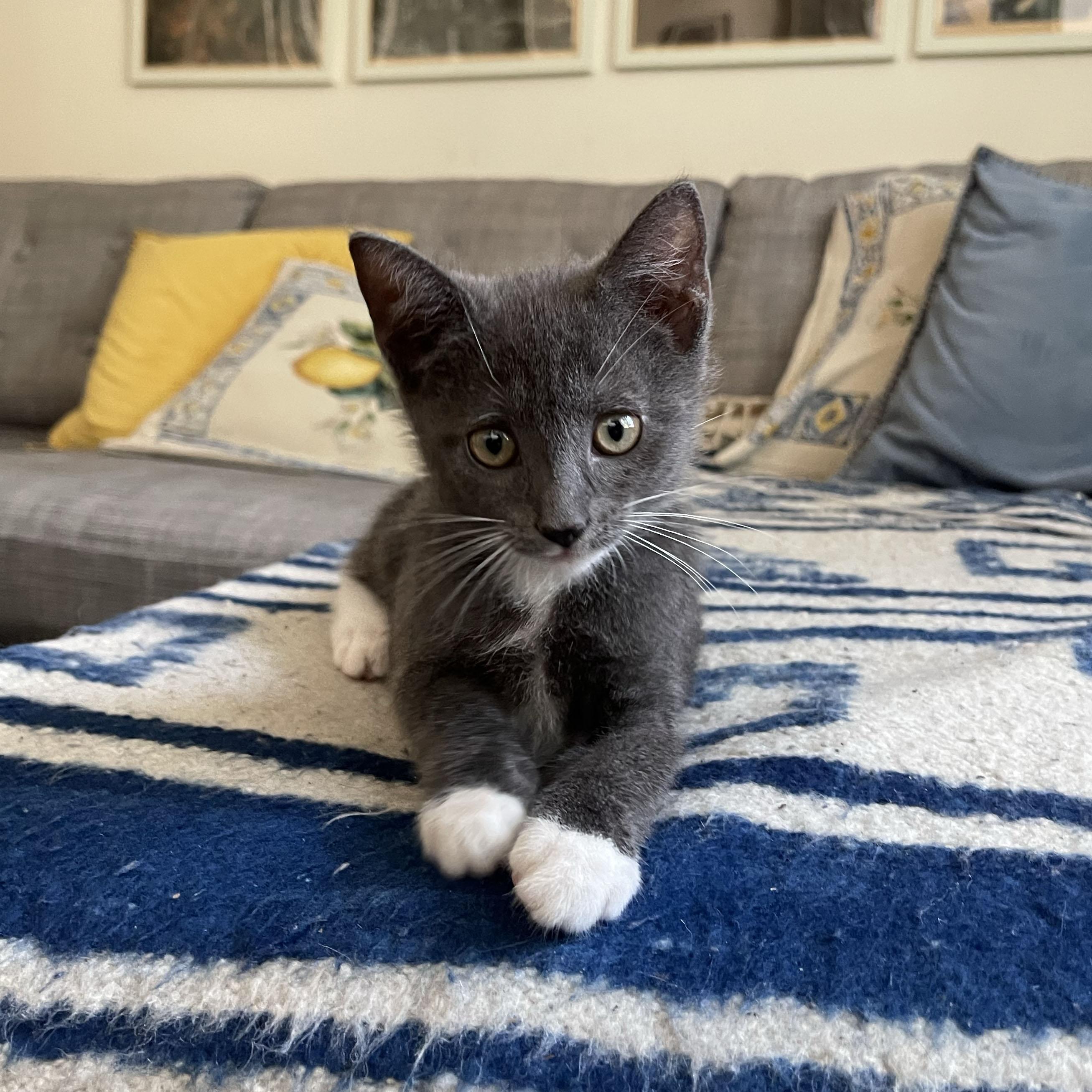Pepto, a ADOPTABLE Domestic Short Hair in BROOKLYN, NY image 6/6