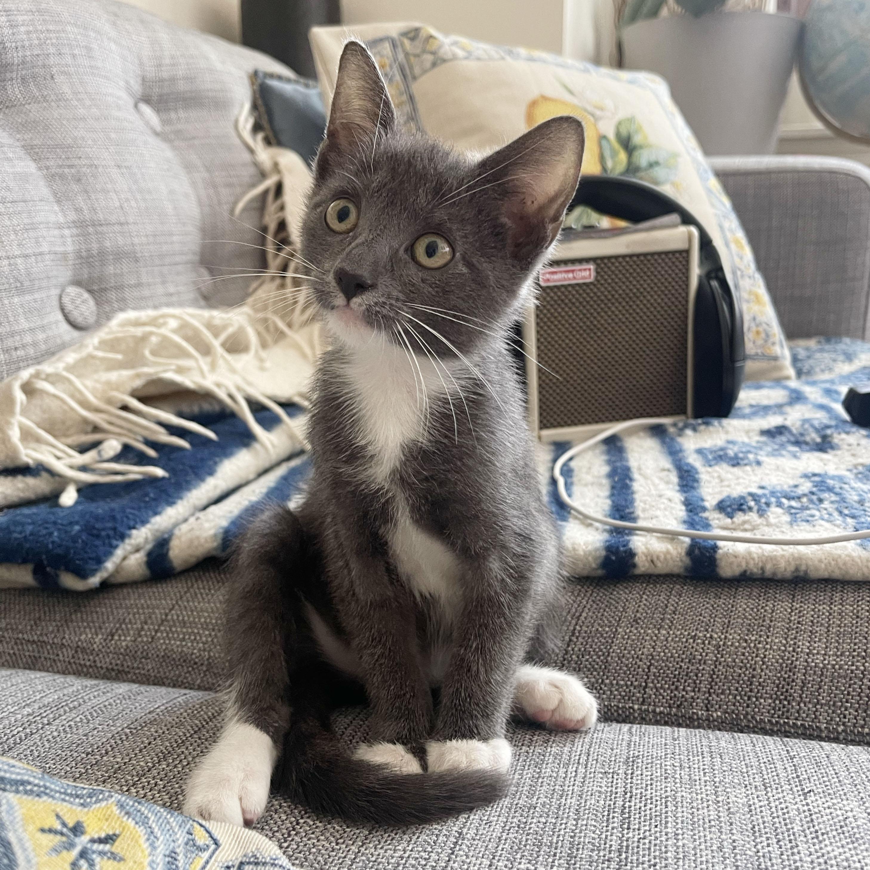 Pepto, a ADOPTABLE Domestic Short Hair in BROOKLYN, NY image 1/6