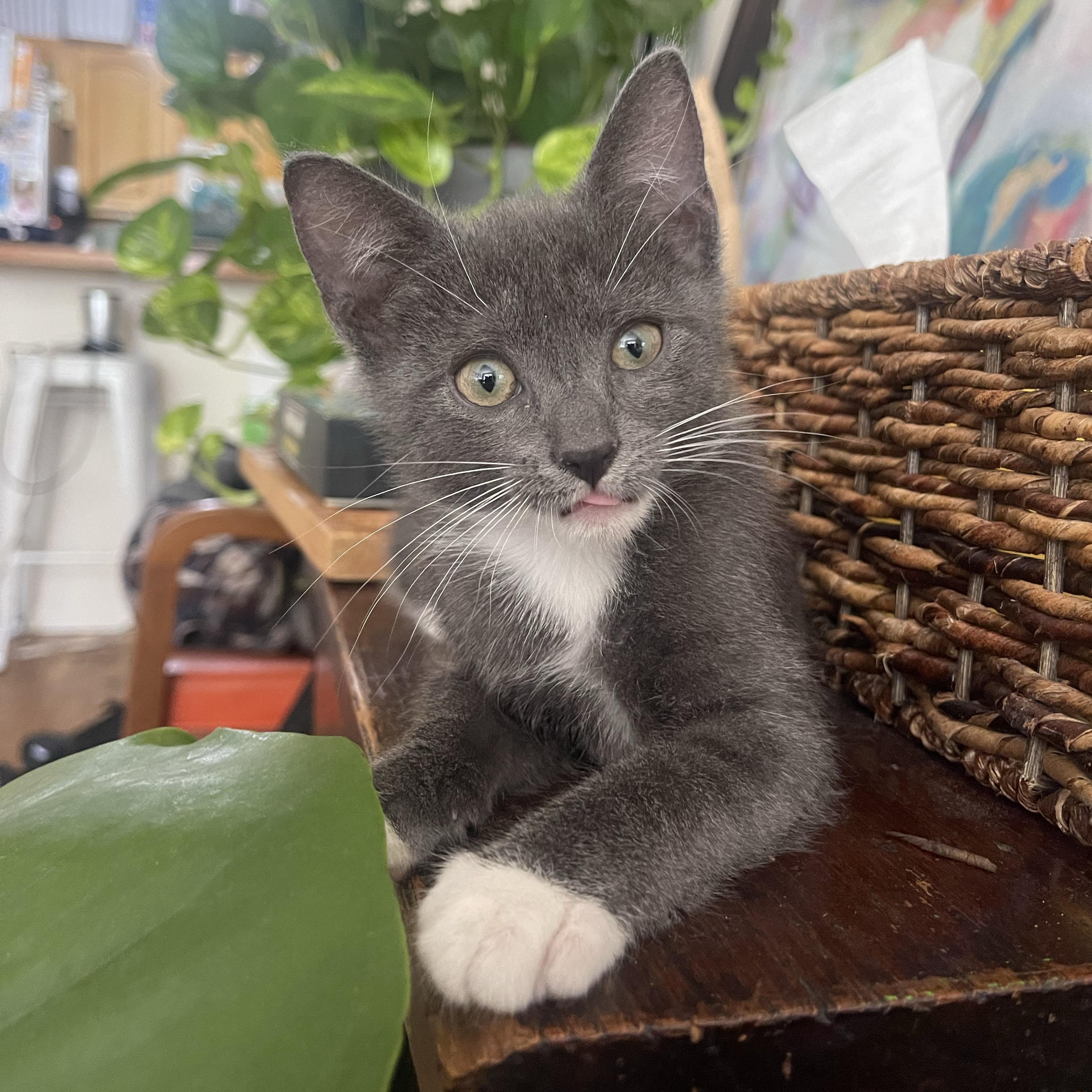 Pepto, a ADOPTABLE Domestic Short Hair in BROOKLYN, NY image 3/6