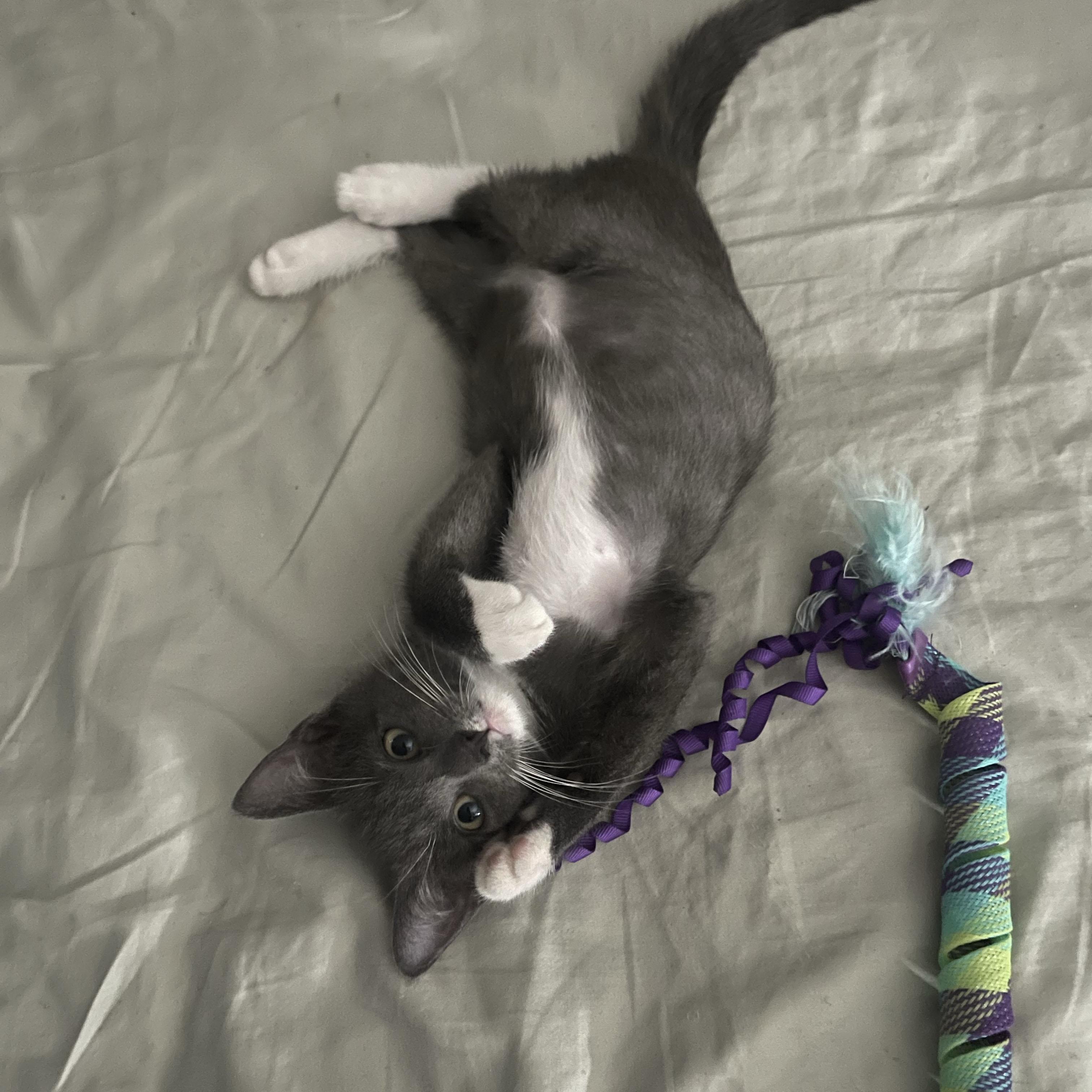 Pepto, a ADOPTABLE Domestic Short Hair in BROOKLYN, NY image 4/6