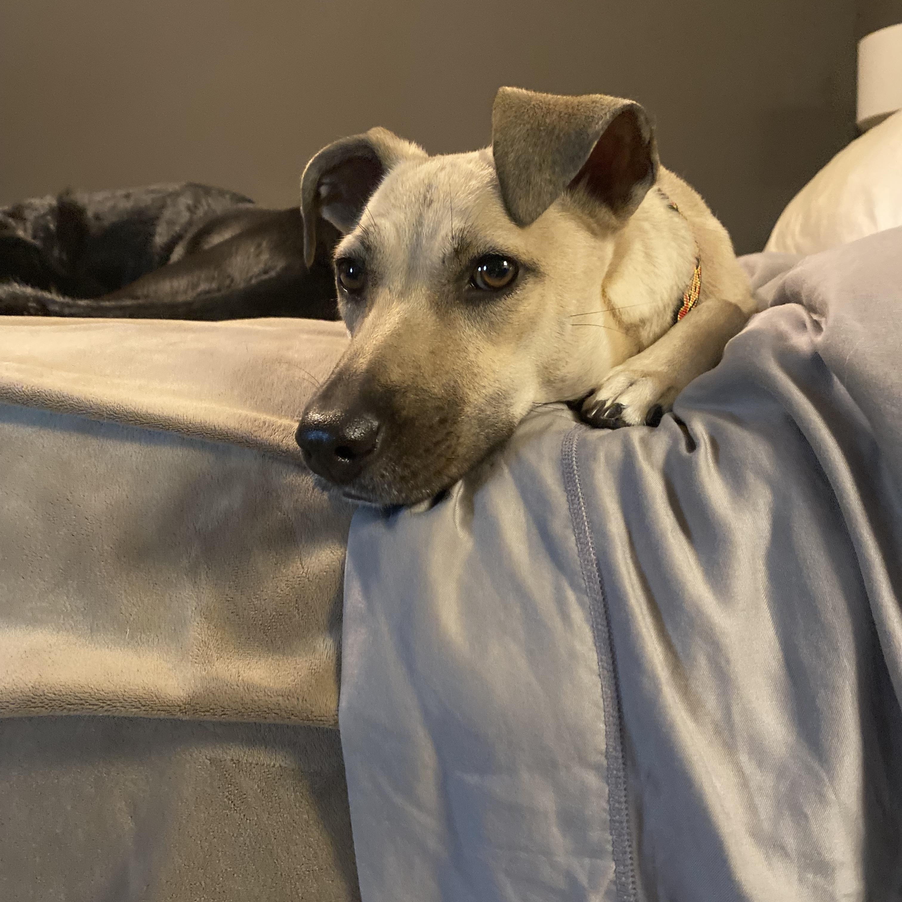 "Molly" - Kerr County flood victim labrador mix, a Adoptable mixed breed in Kerrville, TX image 5/6