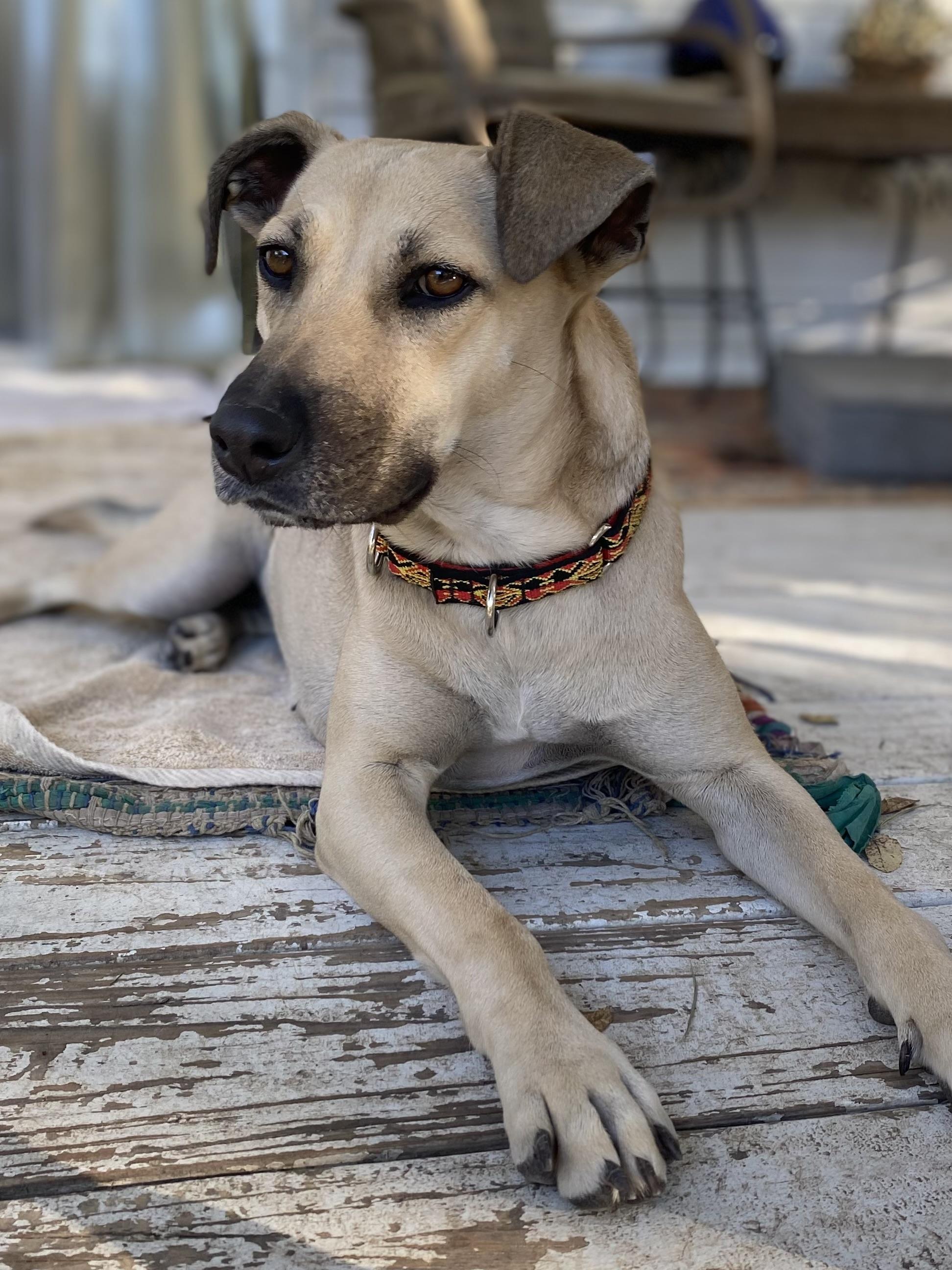 "Molly" - Kerr County flood victim labrador mix, a Adoptable mixed breed in Kerrville, TX image 1/6