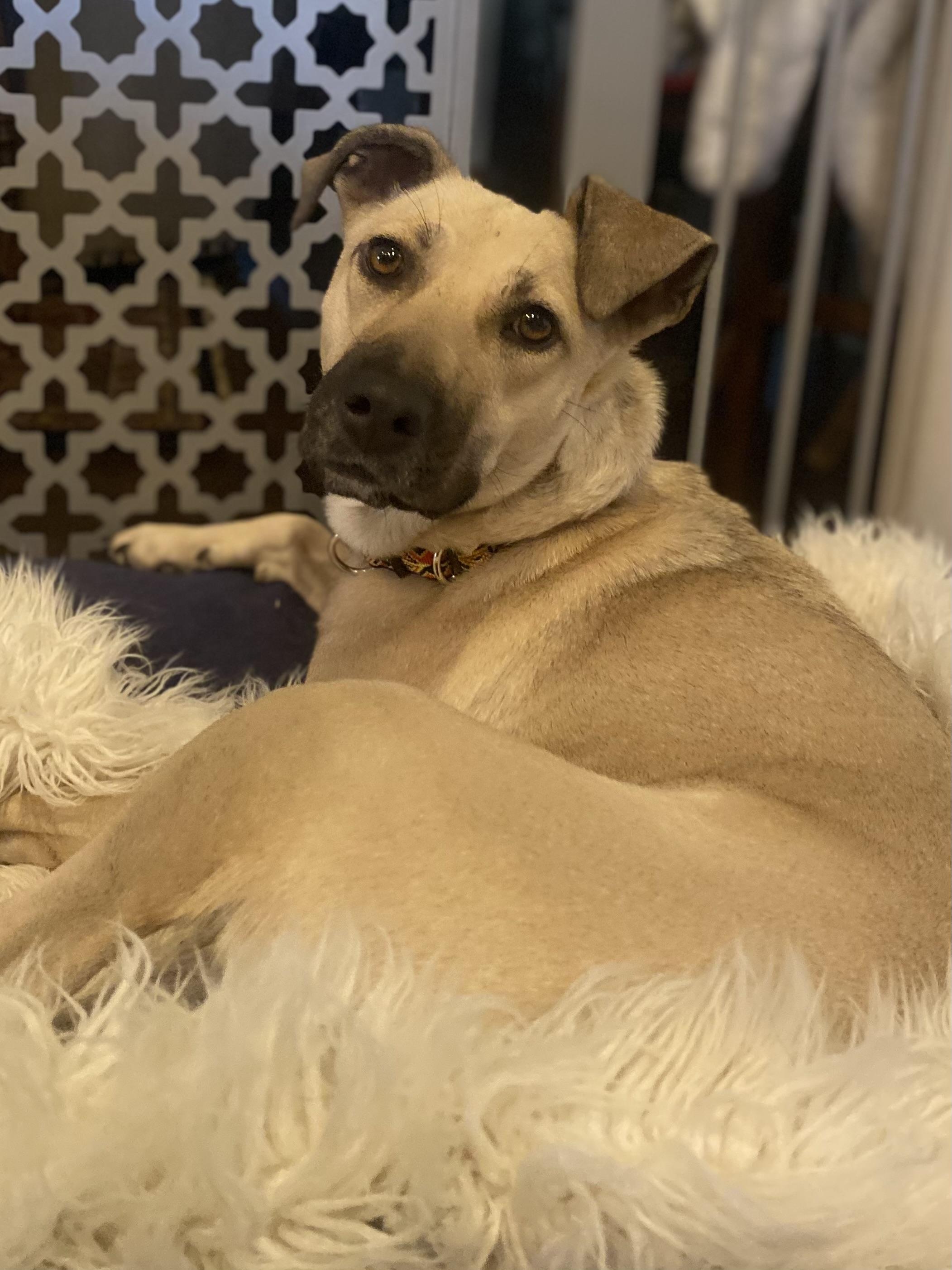 "Molly" - Kerr County flood victim labrador mix, a Adoptable mixed breed in Kerrville, TX image 3/6