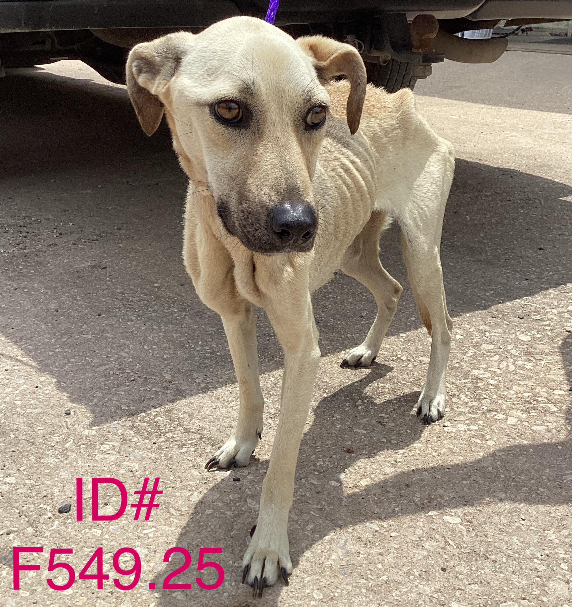 "Molly" - Kerr County flood victim labrador mix, a Adoptable mixed breed in Kerrville, TX image 2/6