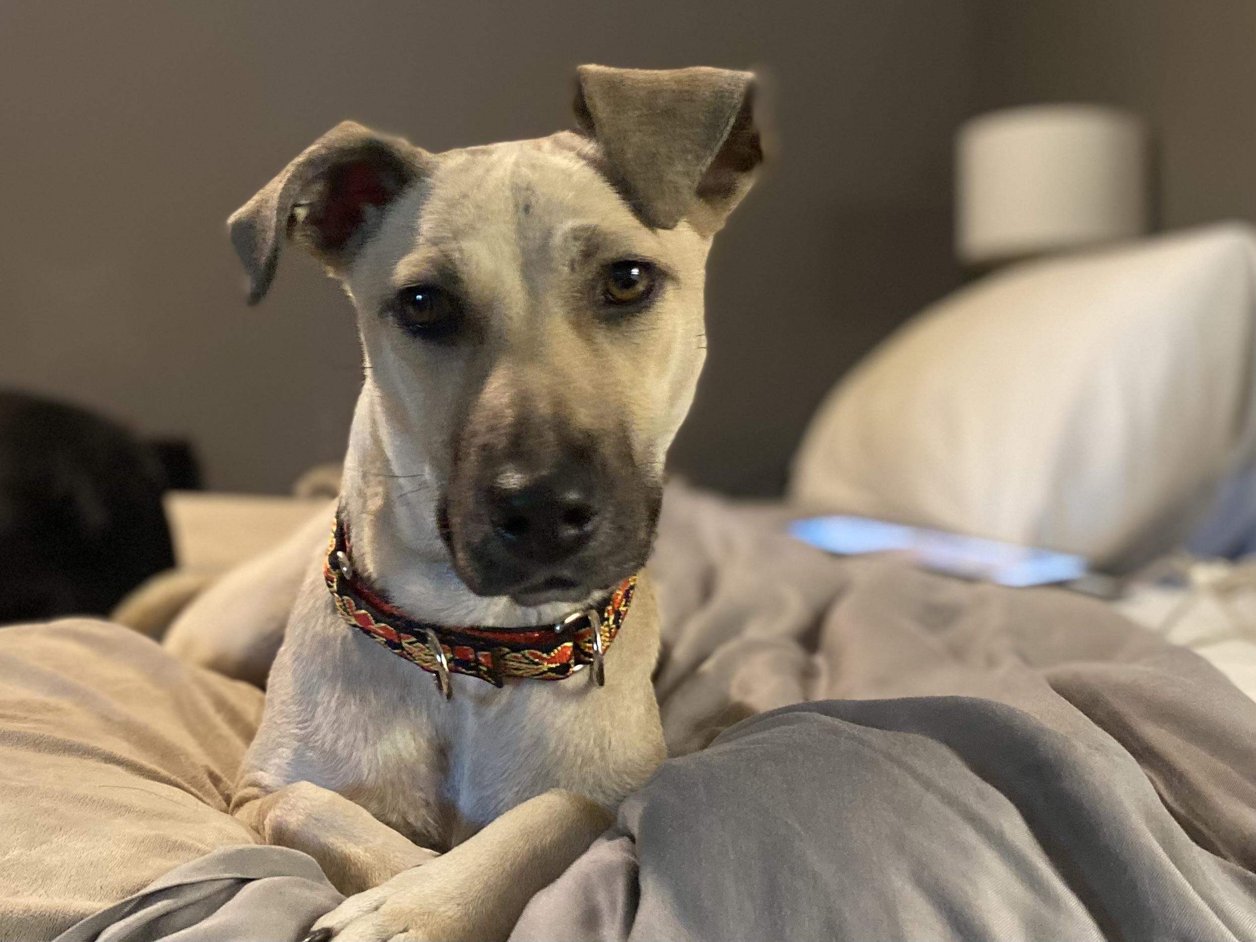 "Molly" - Kerr County flood victim labrador mix, a Adoptable mixed breed in Kerrville, TX image 6/6
