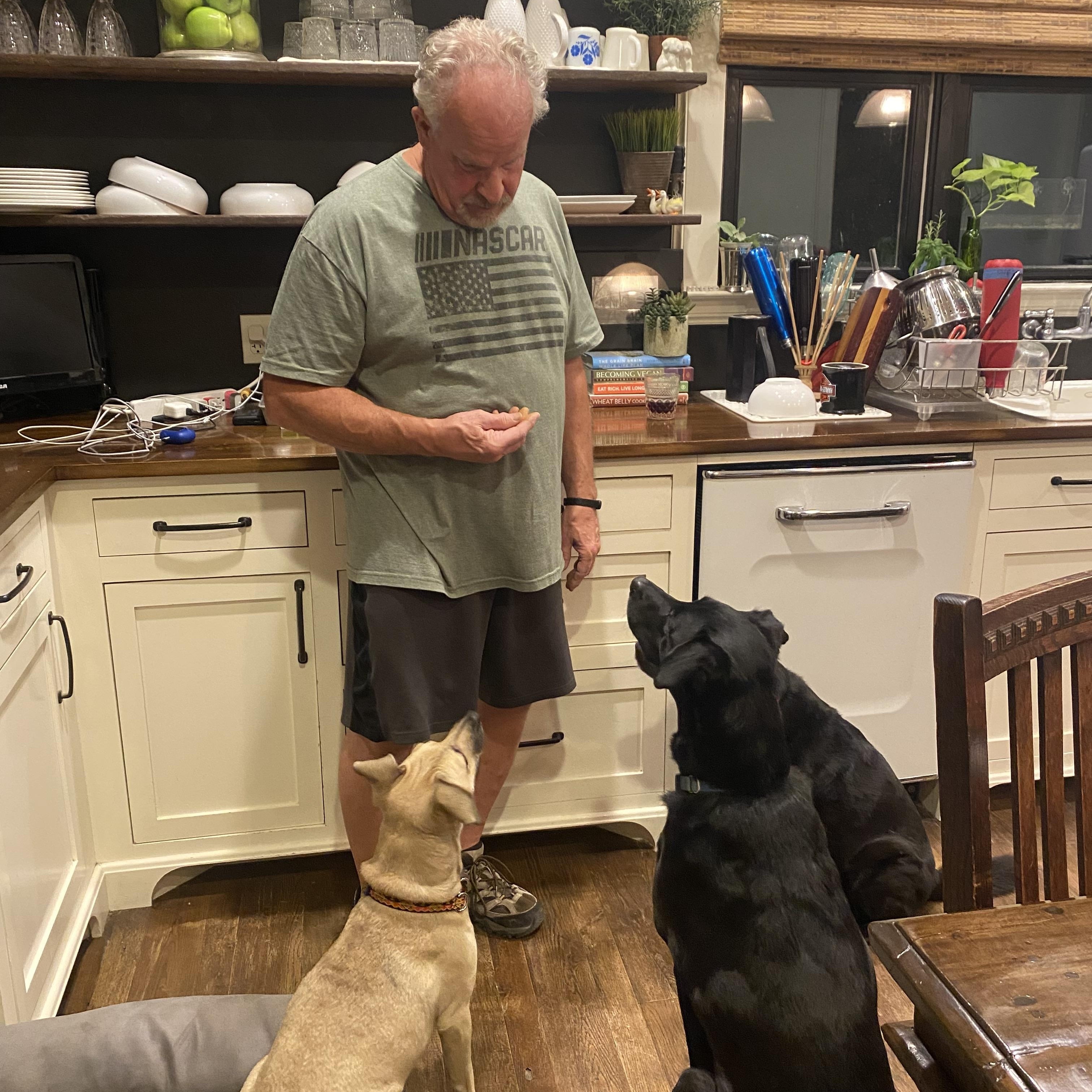 "Molly" - Kerr County flood victim labrador mix, a Adoptable mixed breed in Kerrville, TX image 4/6